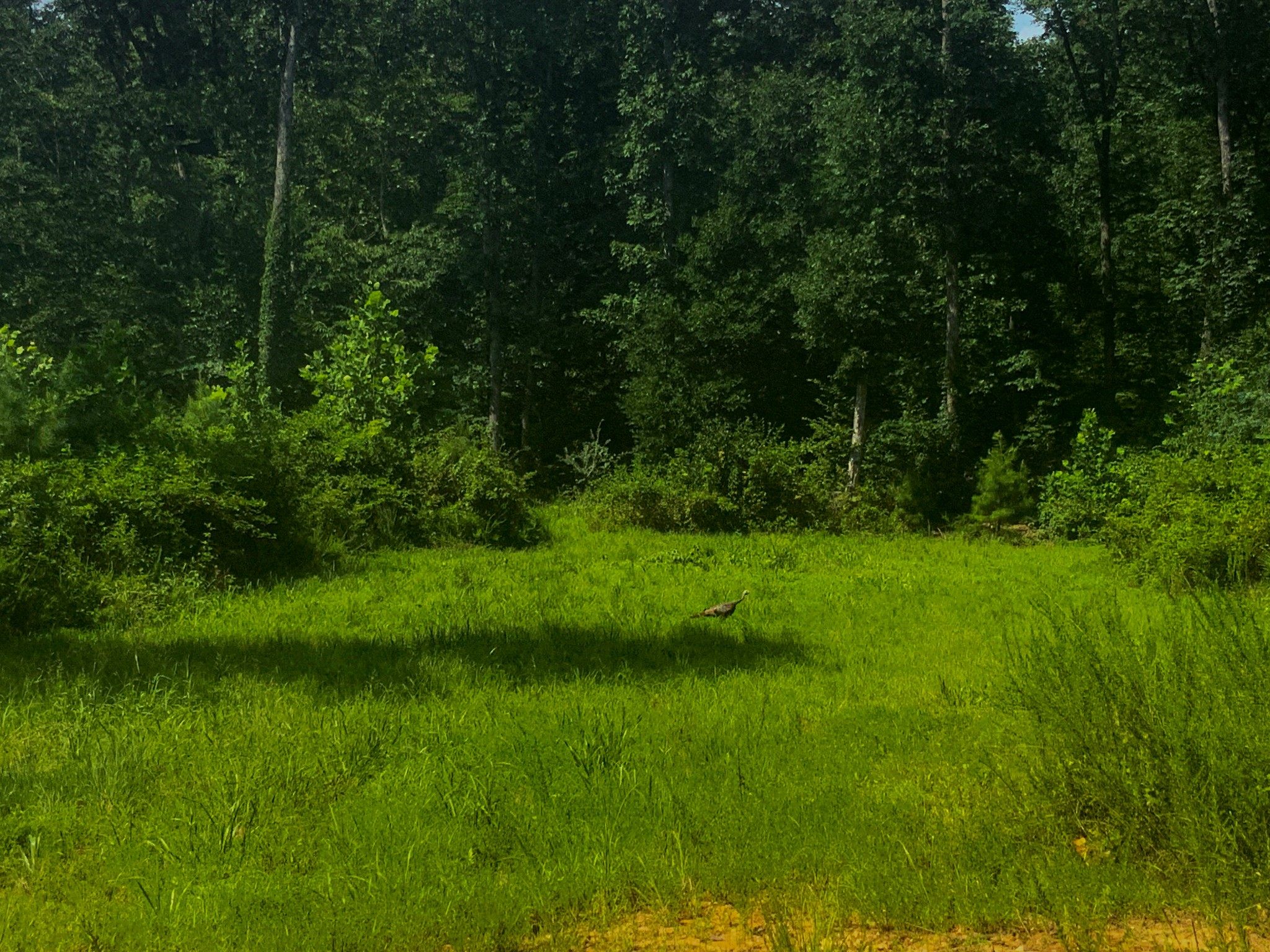 0 Topside Drive Property Photo 2