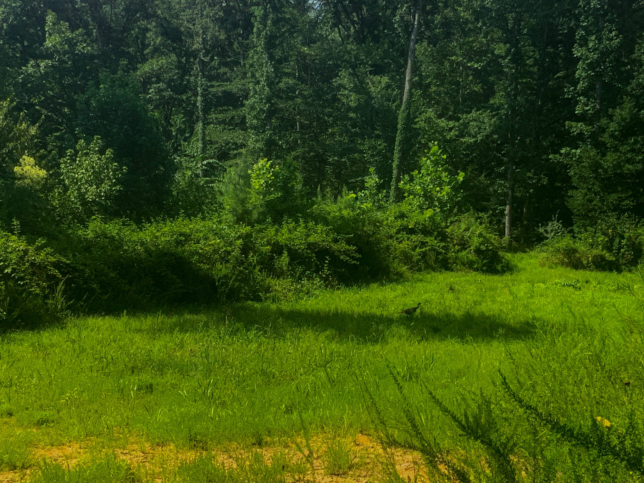 0 Topside Drive Property Photo 19