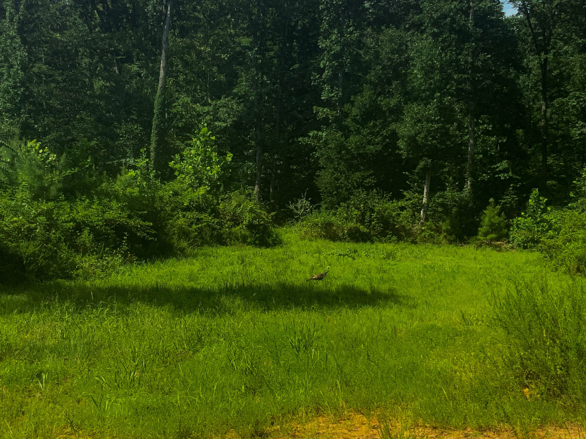 0 Topside Drive Property Photo 21