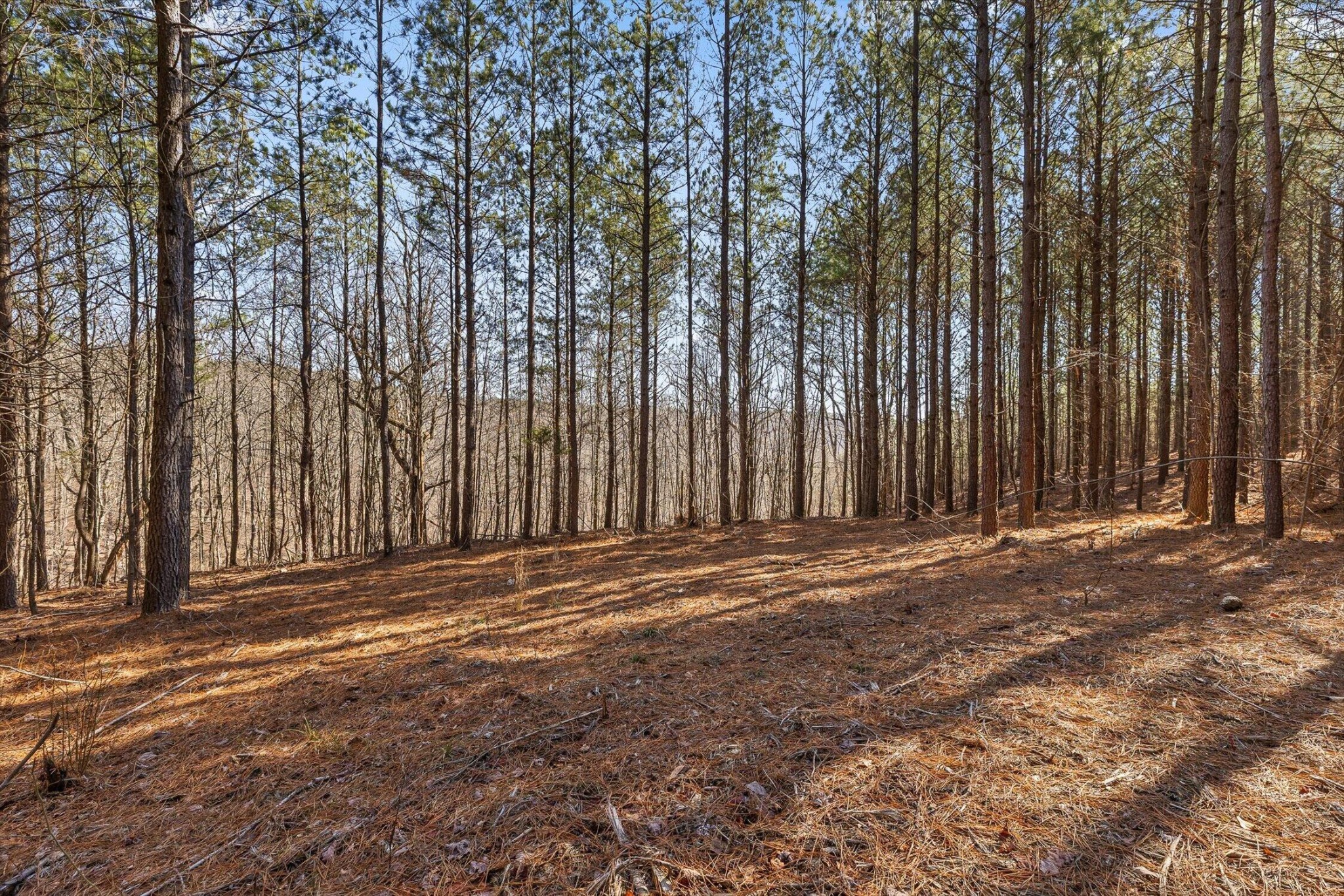 0 Wildlife Way Property Photo 2