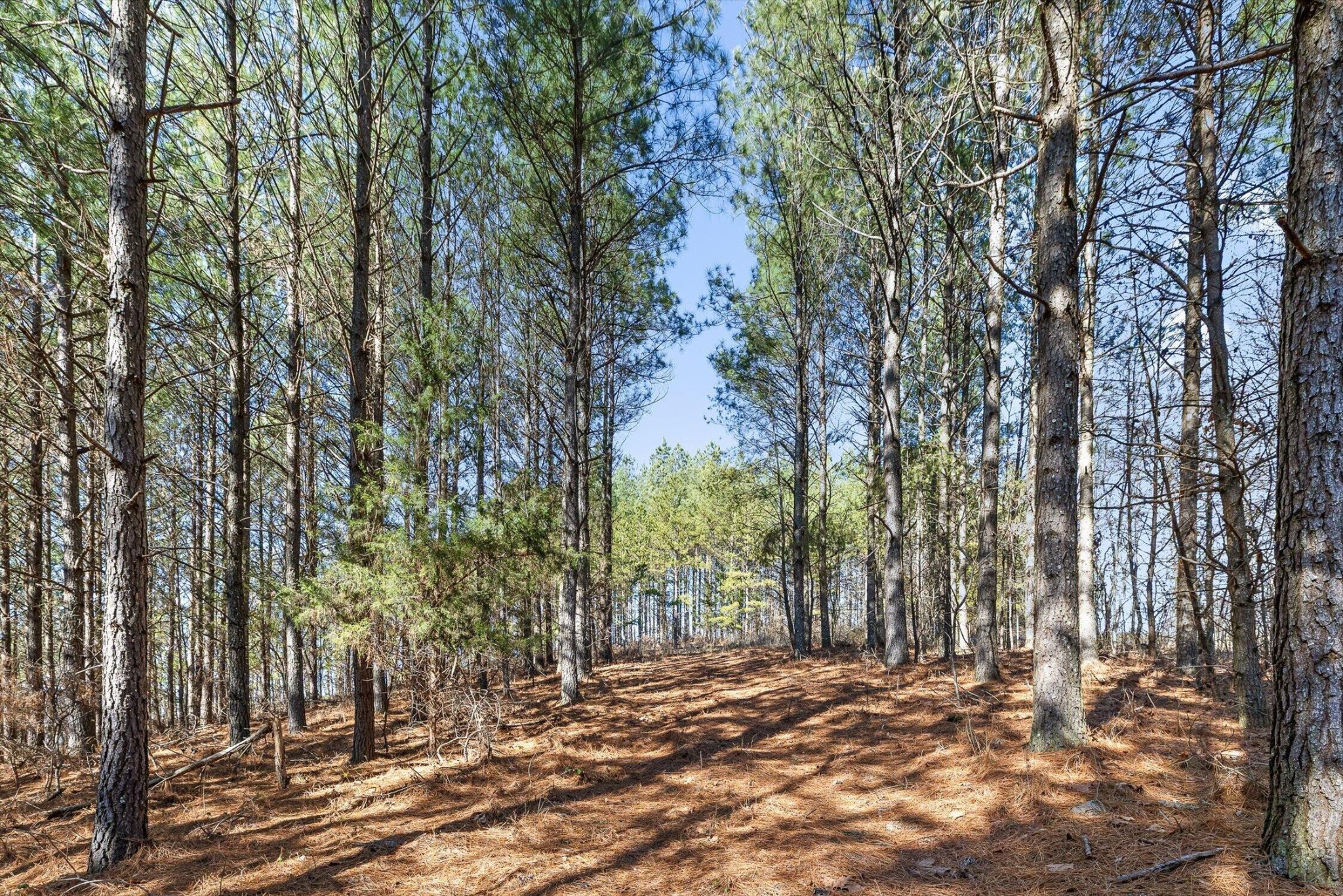 0 Wildlife Way Property Photo 6