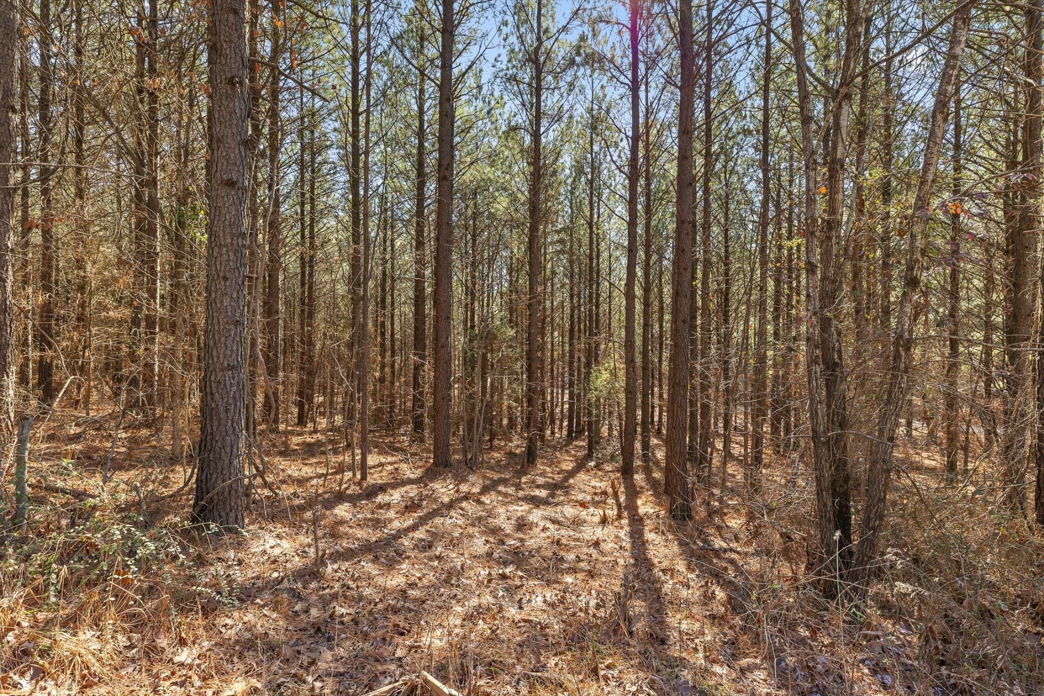 0 Wildlife Way Property Photo 11