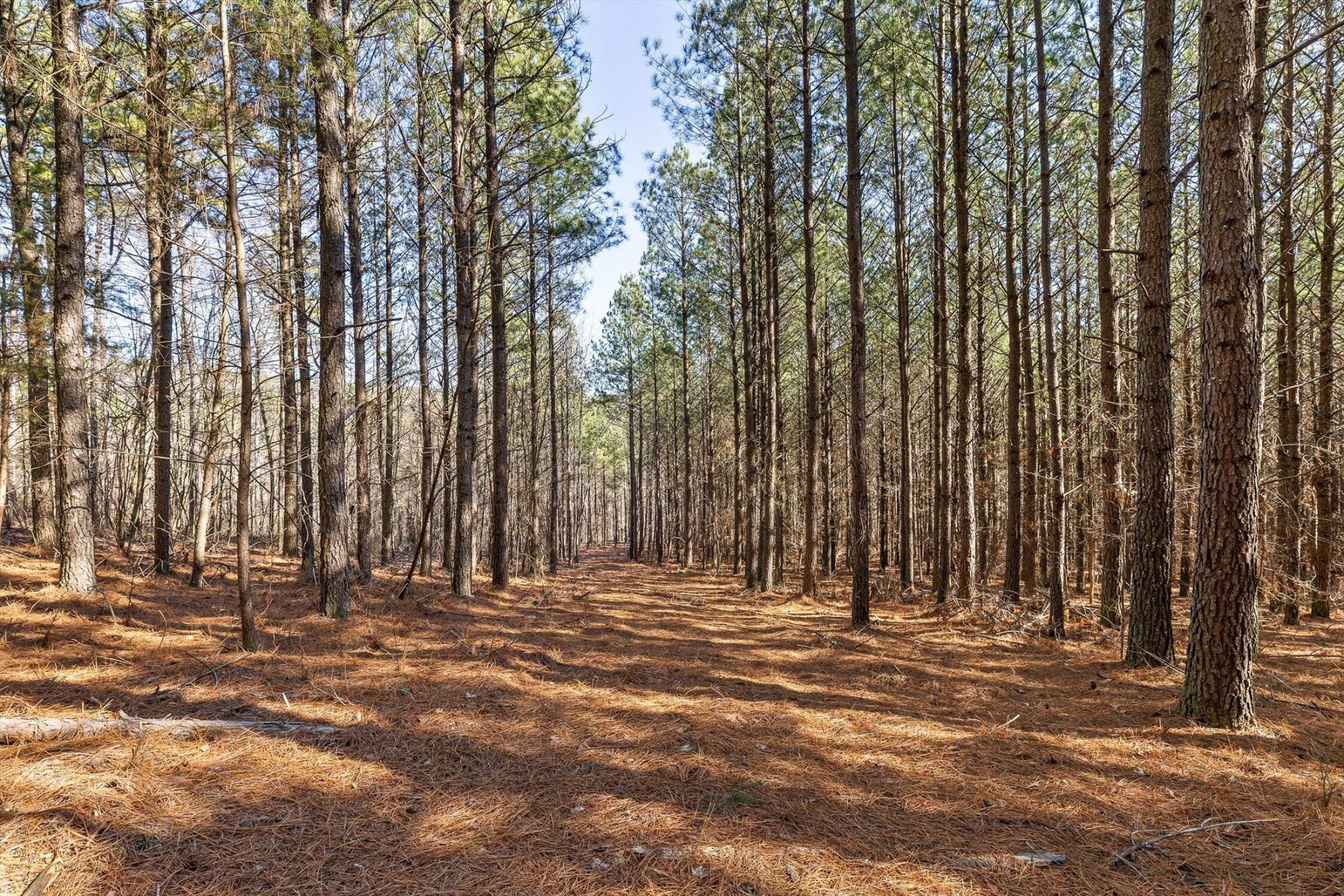 0 Wildlife Way Property Photo 12