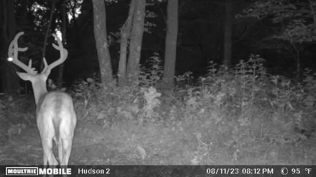168 Sherfield Rd Property Photo 68