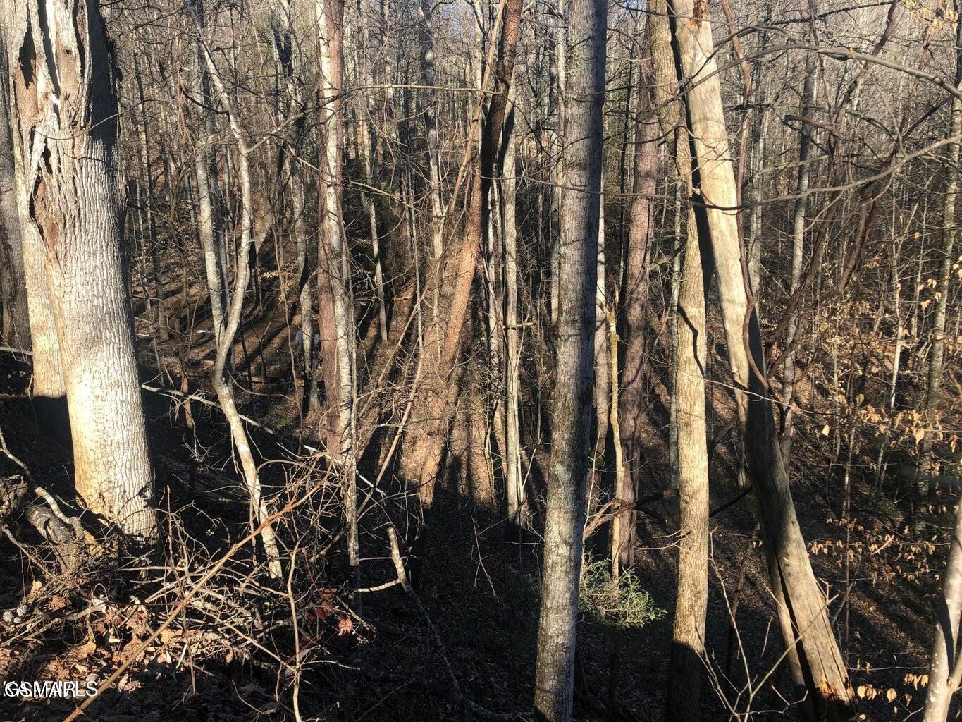 68 Yellowwood Drive Property Photo 4