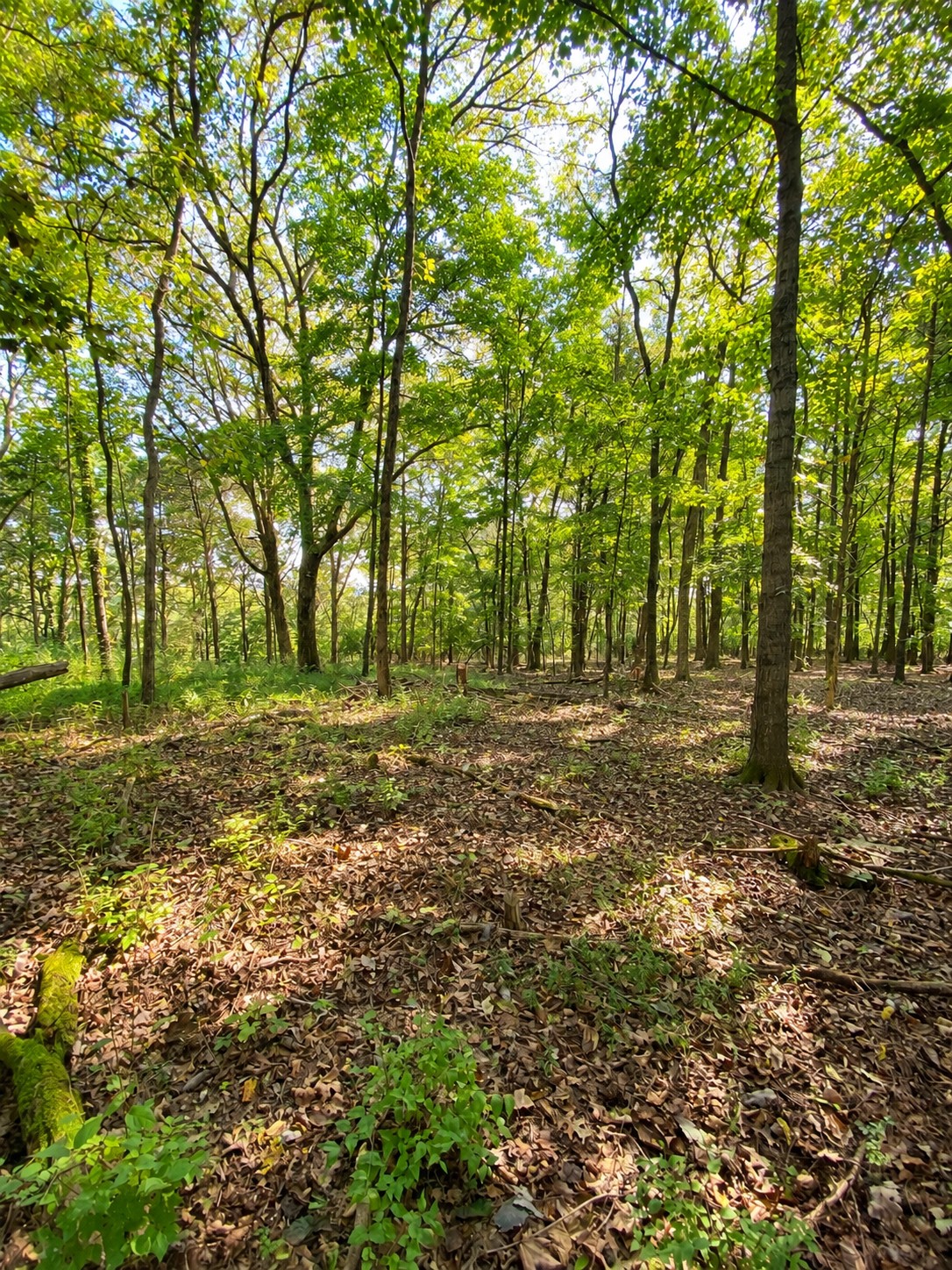 0 Pawnee Trail Property Photo 1