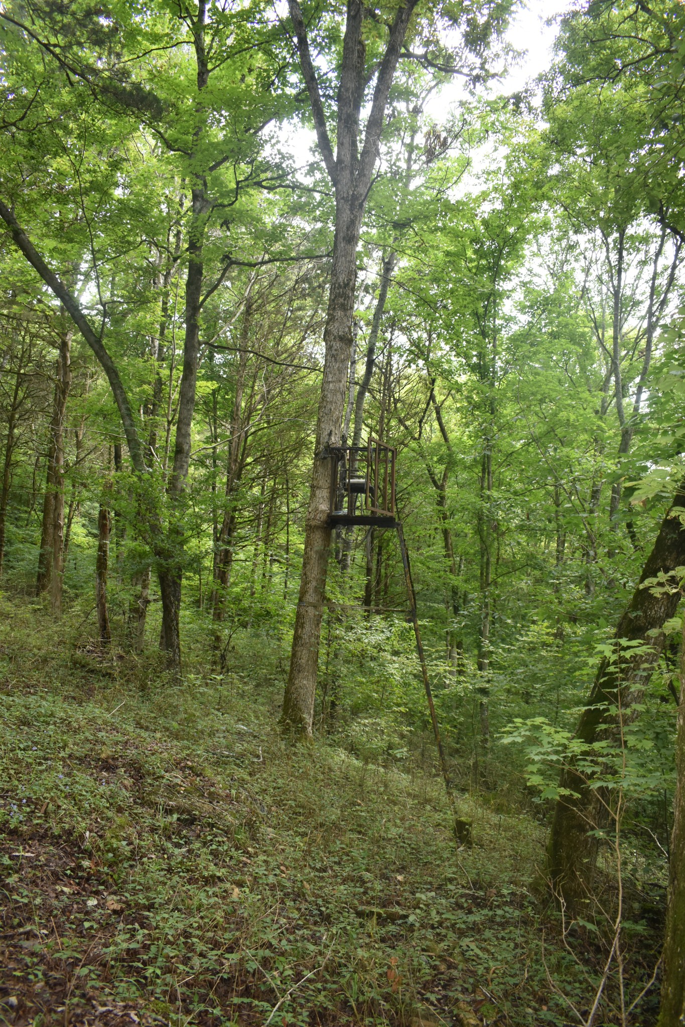 0 Ben Gentry Ln Property Photo 1