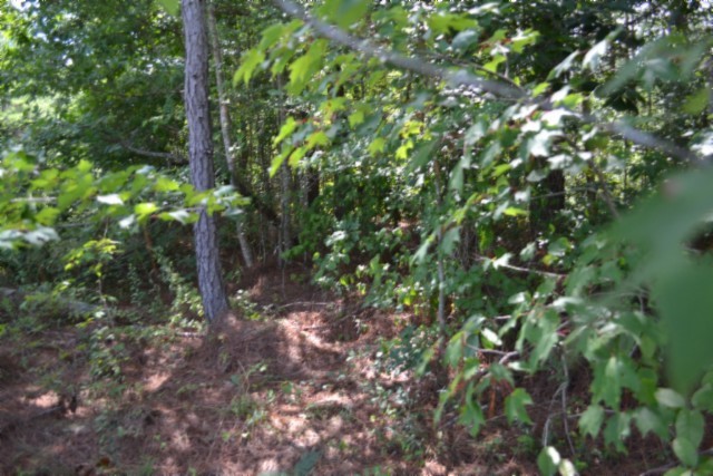 318 Rhodas Way Property Photo 16