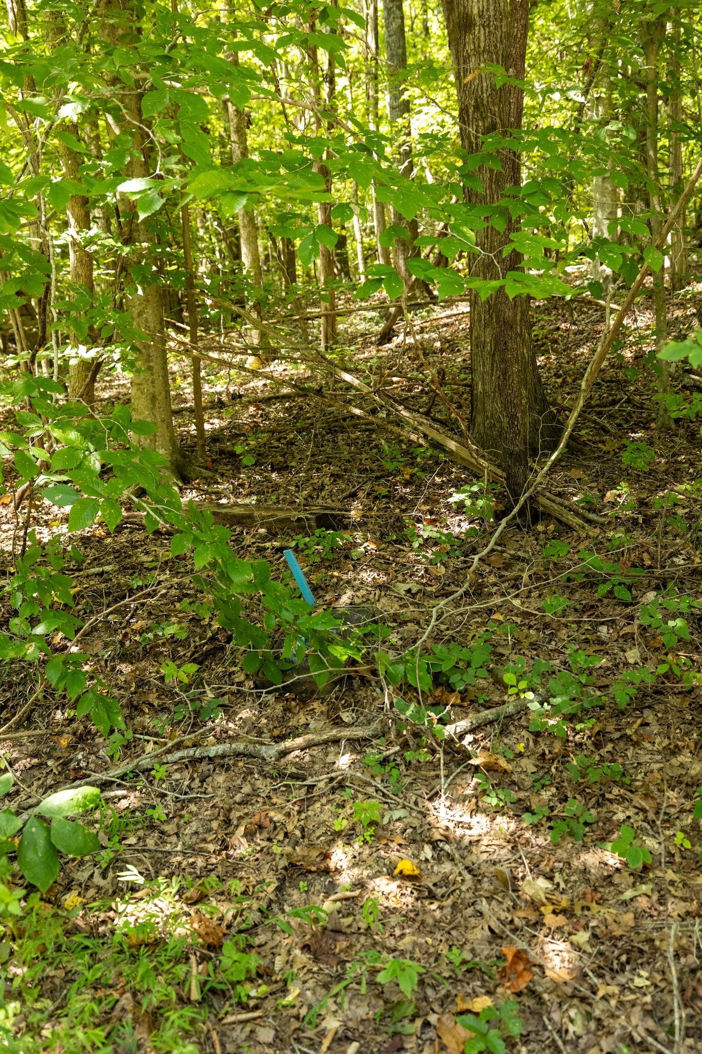 0 Shapiro Trail Property Photo 22
