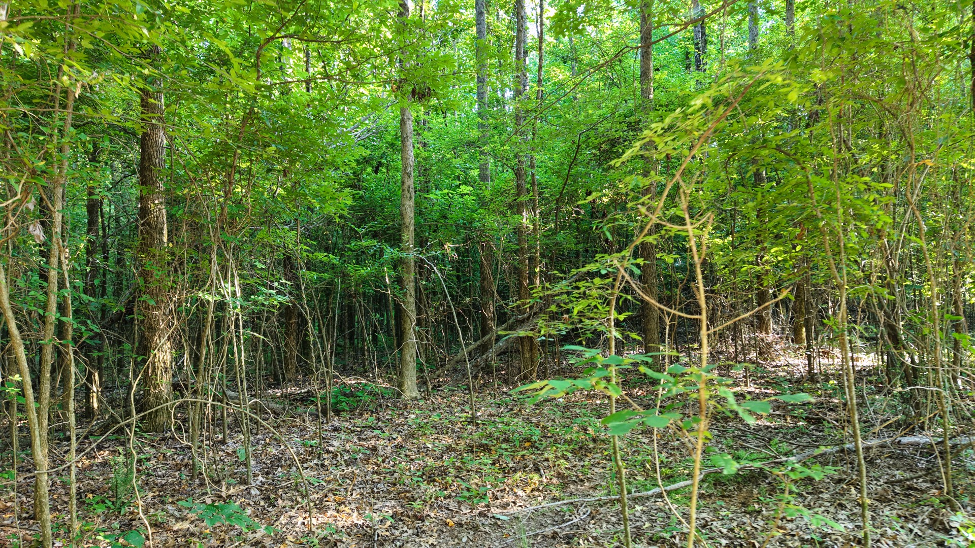 1 Harrell Dr Property Photo 12