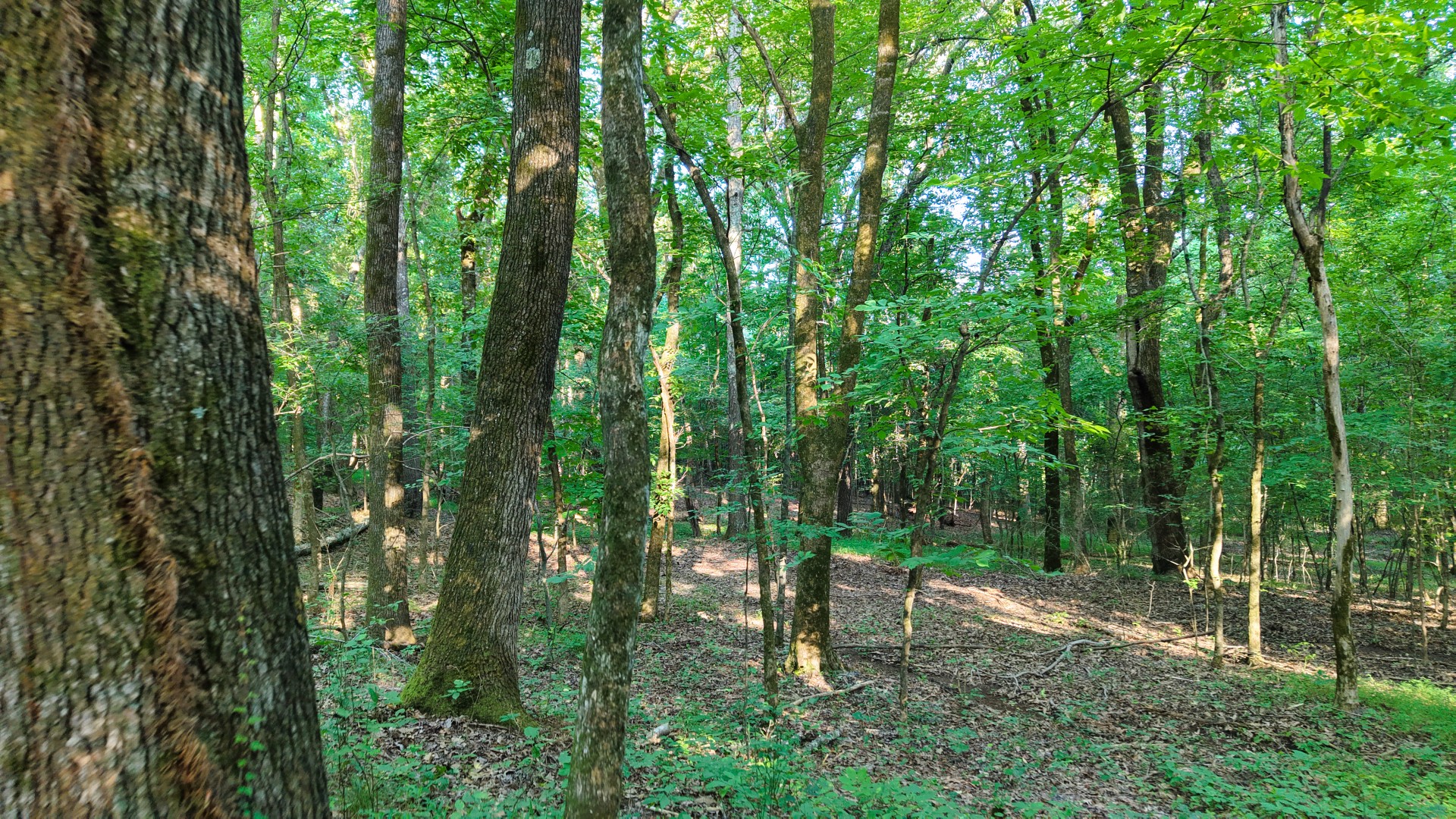 0 Harrell Dr Property Photo 17