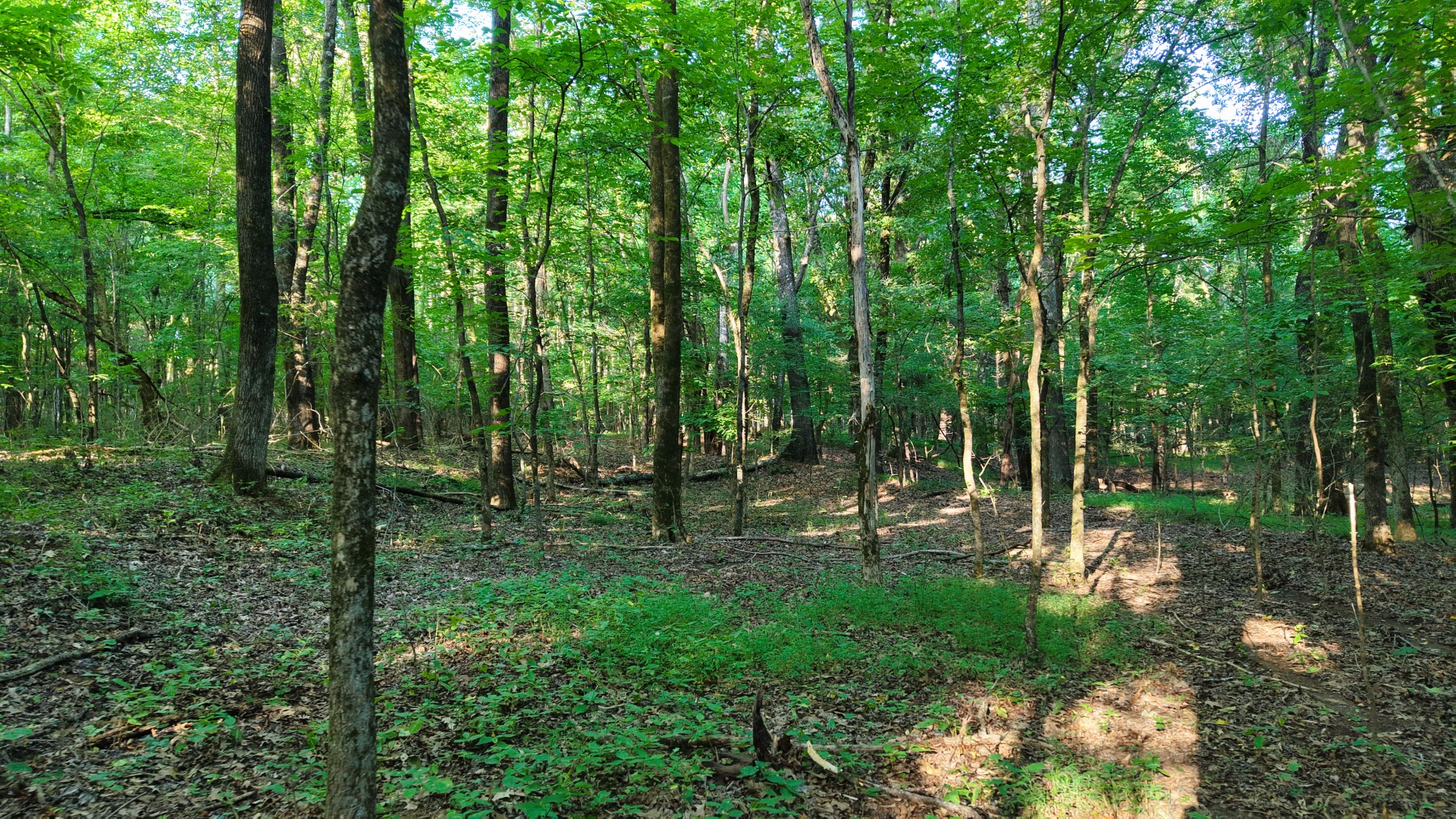 0 E Larry Anderson Ln Property Photo 39