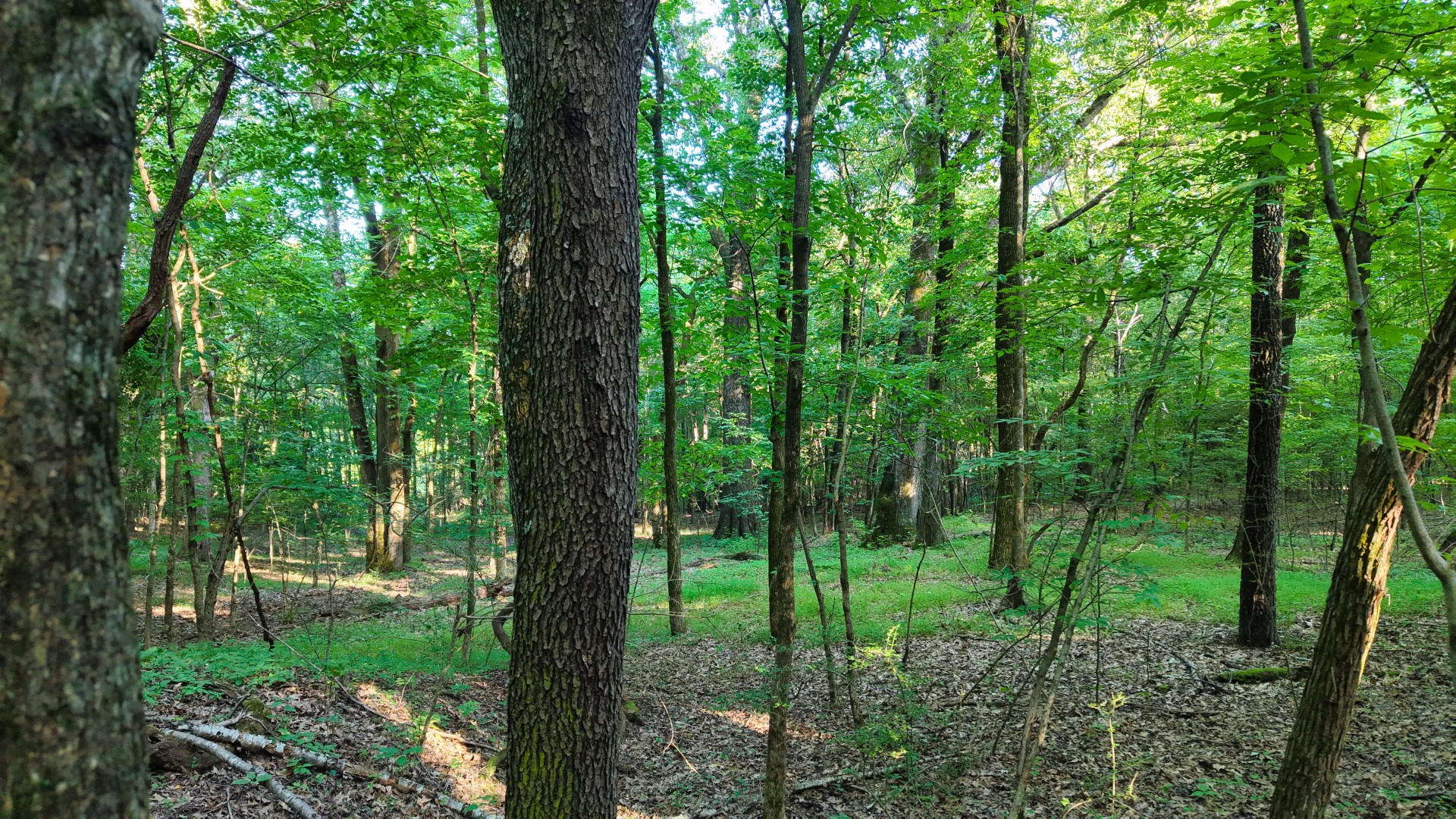 0 E Larry Anderson Ln Property Photo 42