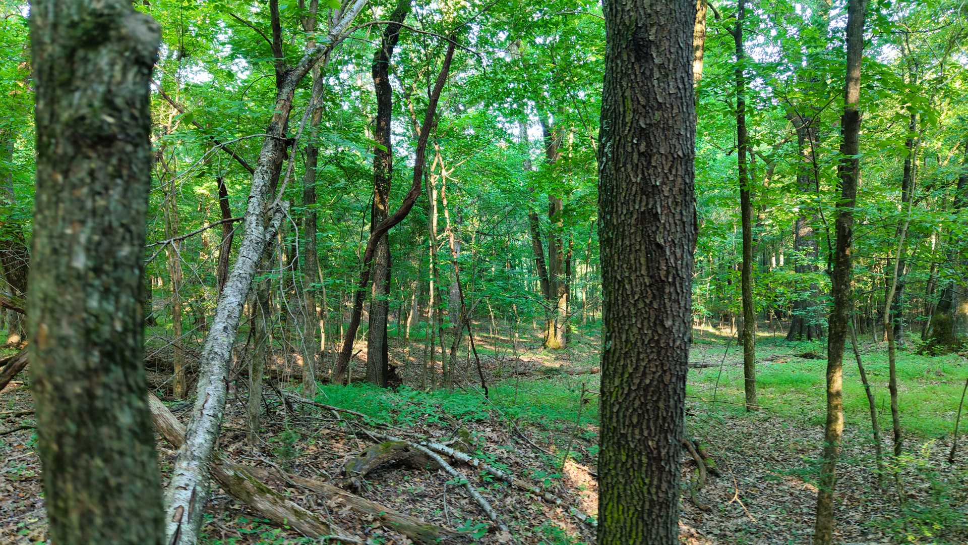 0 E Larry Anderson Ln Property Photo 43