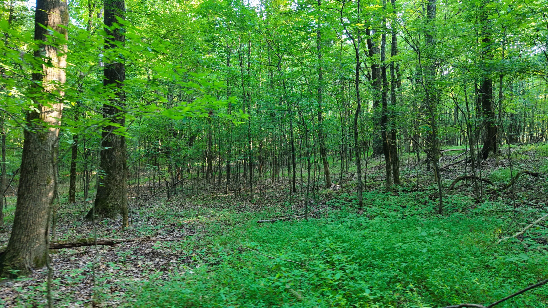 0 E Larry Anderson Ln Property Photo 46