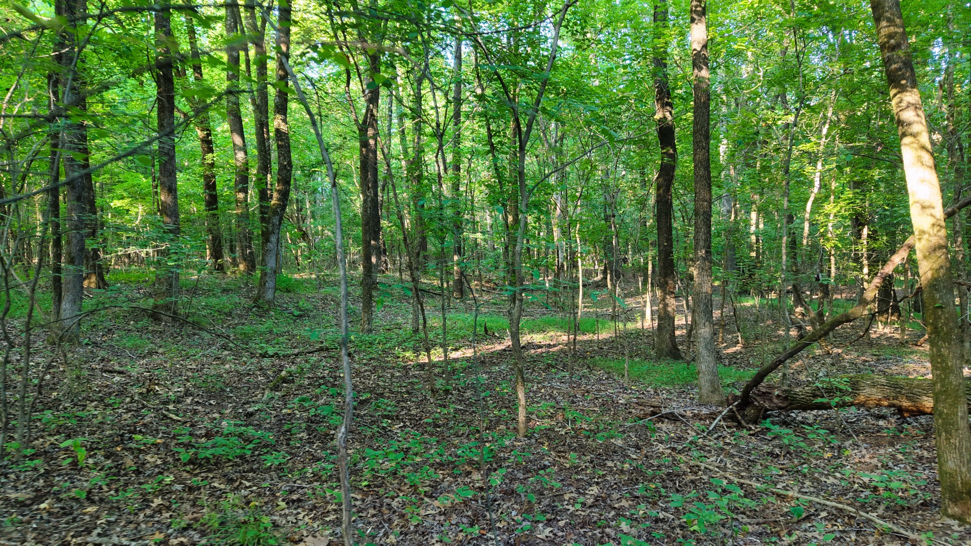 0 E Larry Anderson Ln Property Photo 49