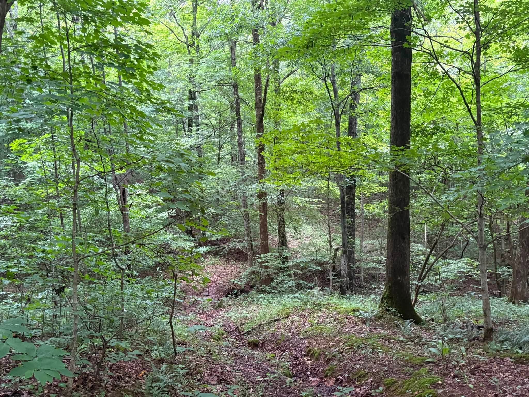 0 Knox Ln Property Photo 39