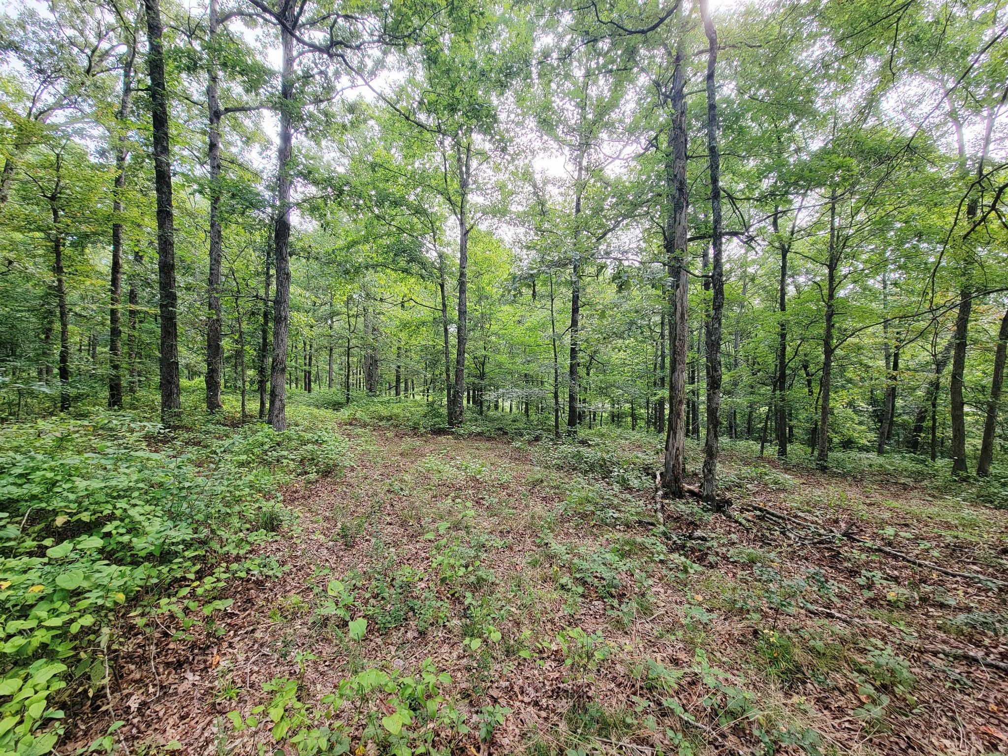 0 Ridgewood Dr Property Photo 1