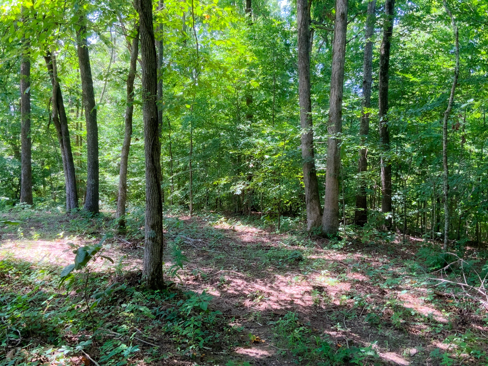 0 Deadwood Drive Property Photo 1