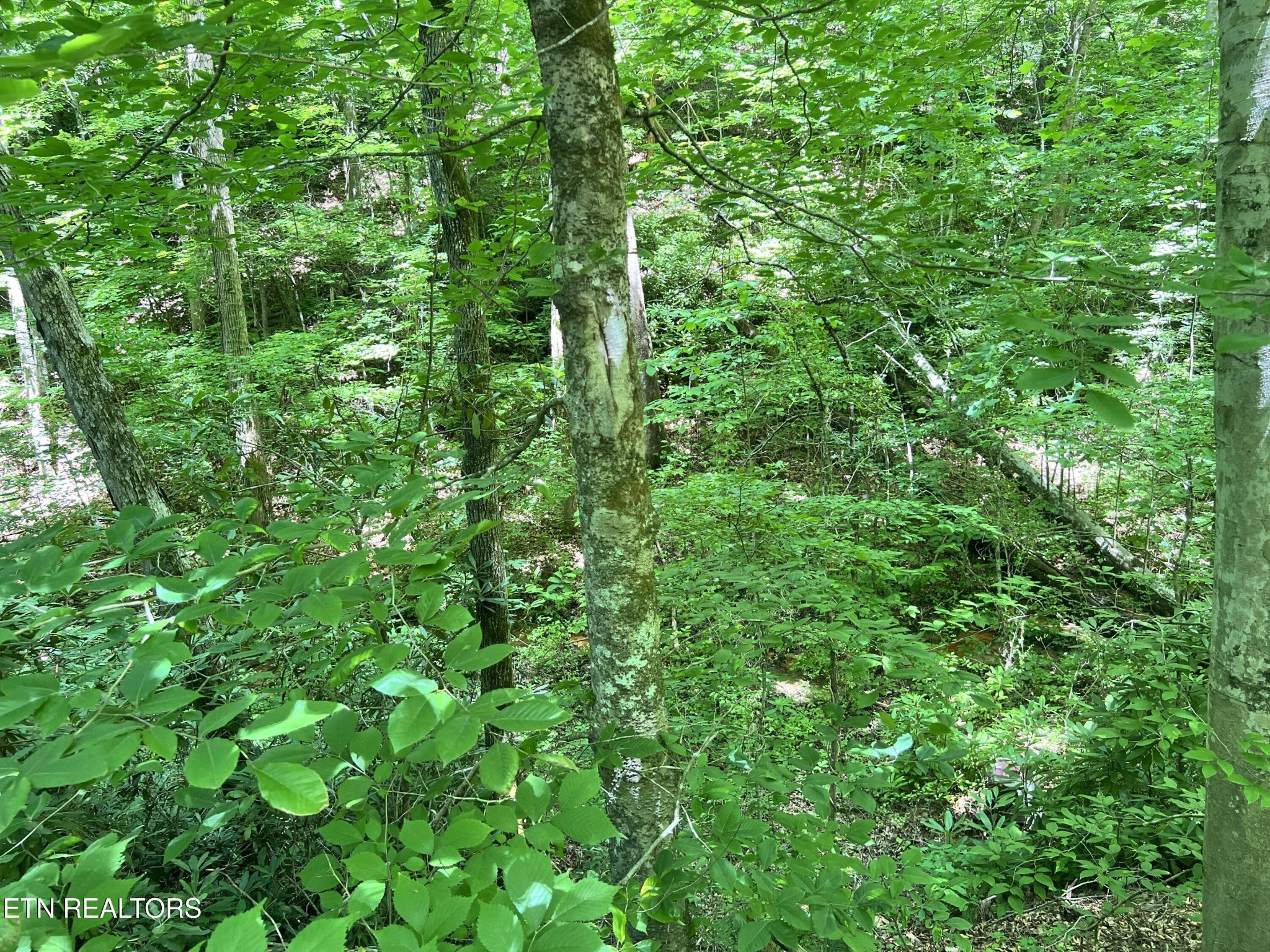 0 Fir Drive Property Photo 2
