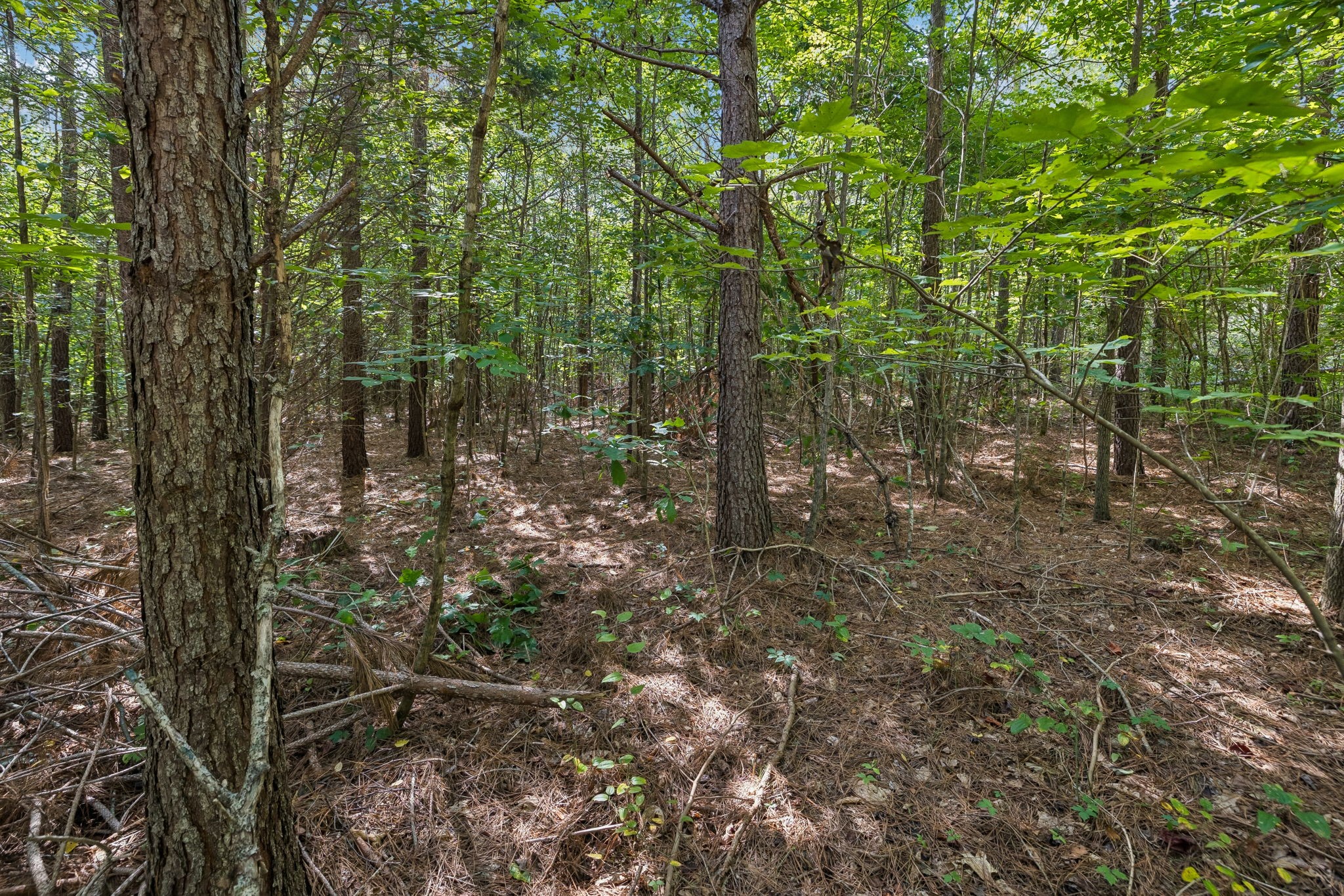 0 Falls Branch Road Property Photo 6