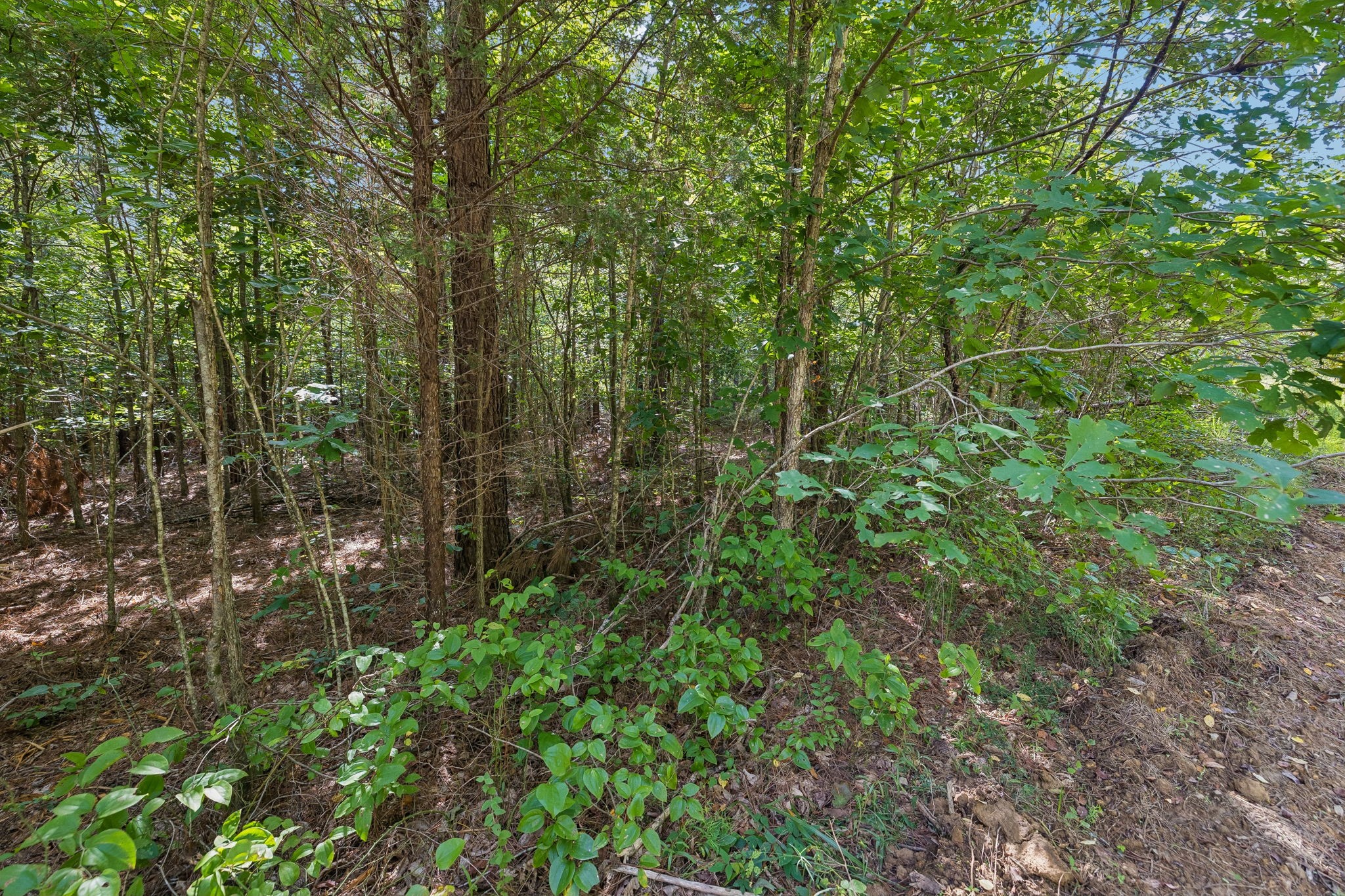 0 Falls Branch Road Property Photo 9