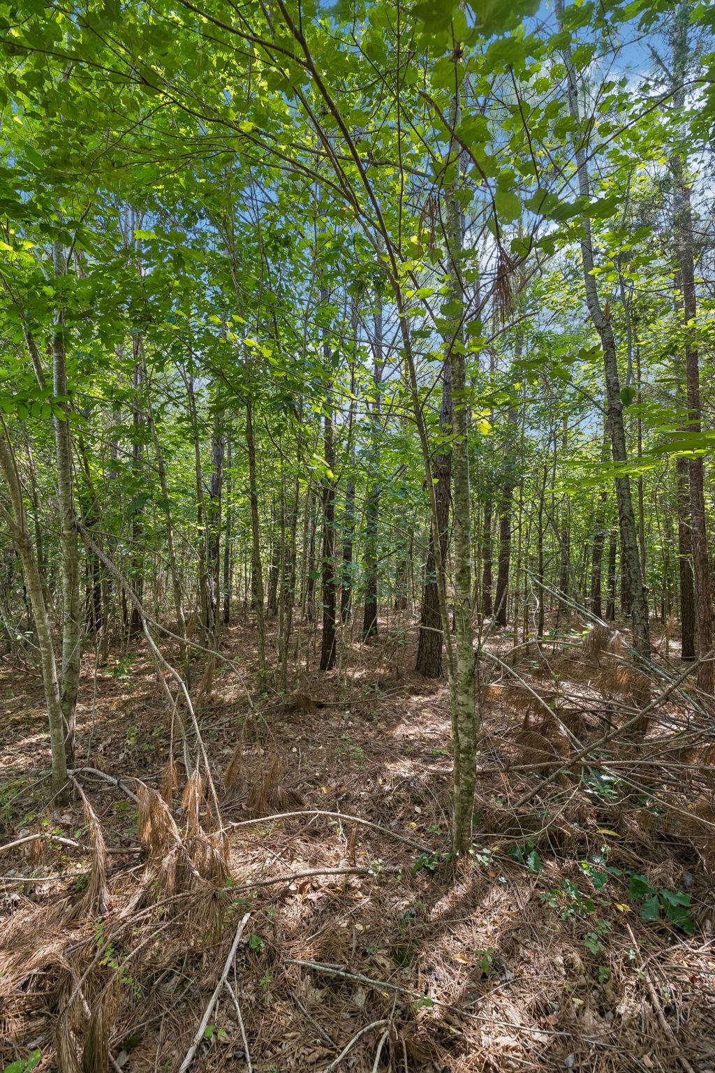 0 Falls Branch Road Property Photo 15