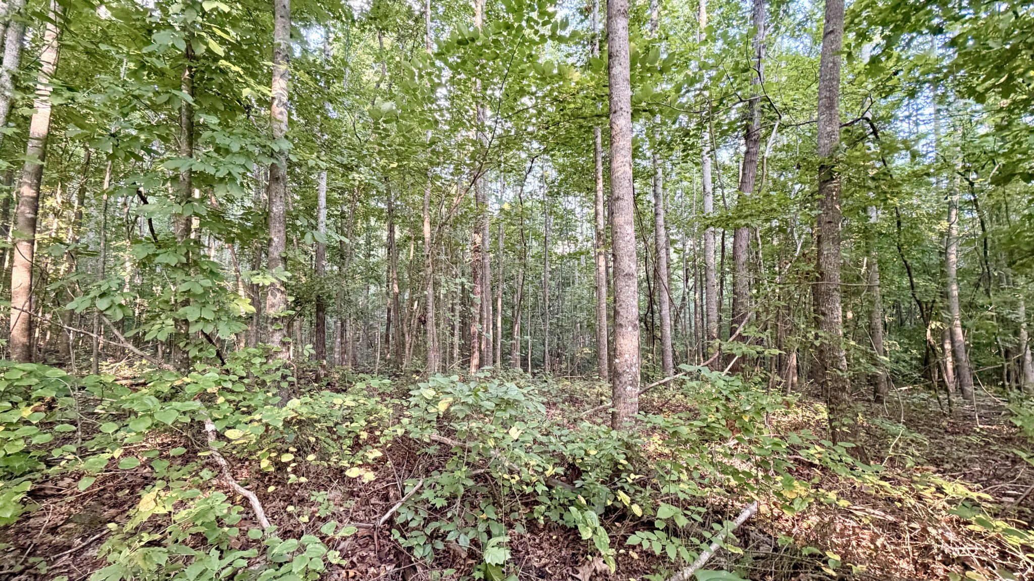 309 Charley Davis Rd Property Photo 21