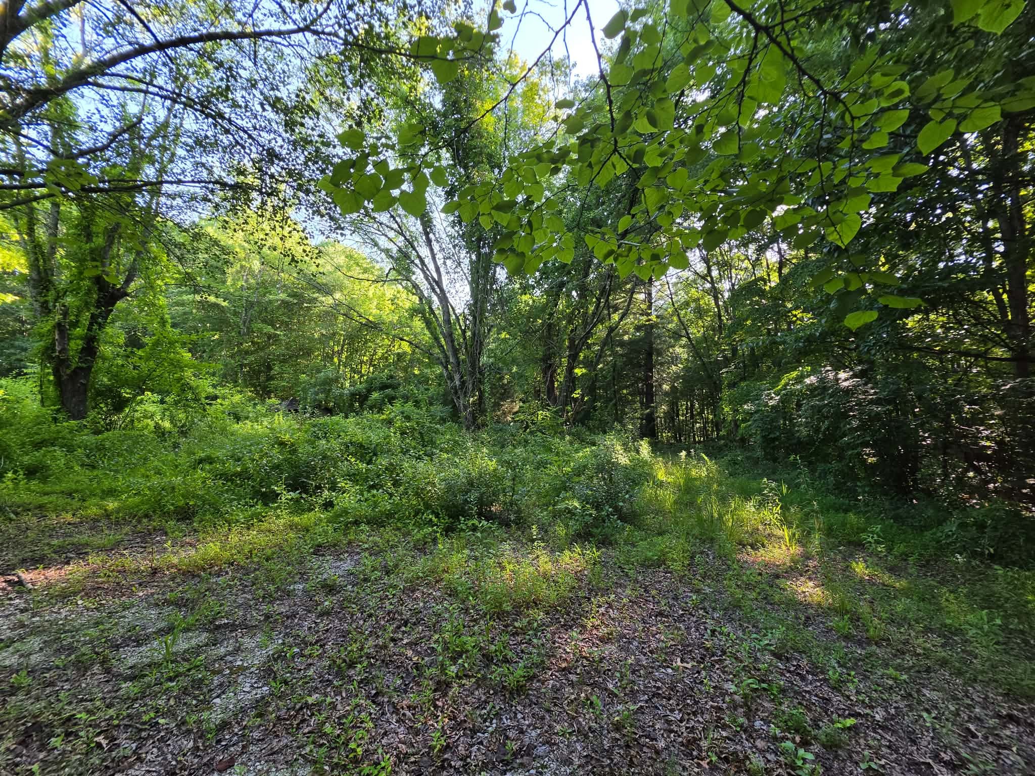 71 Myers Town Rd Property Photo 15