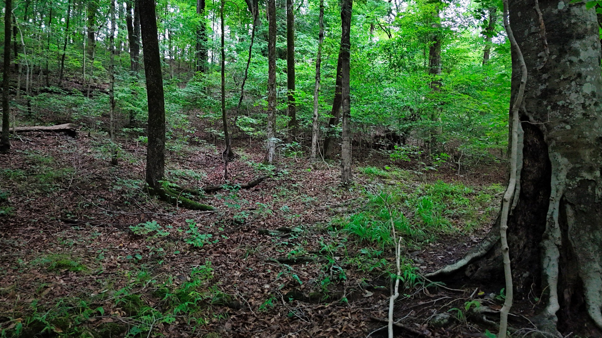 4 Cedar Hill Rd Property Photo 3