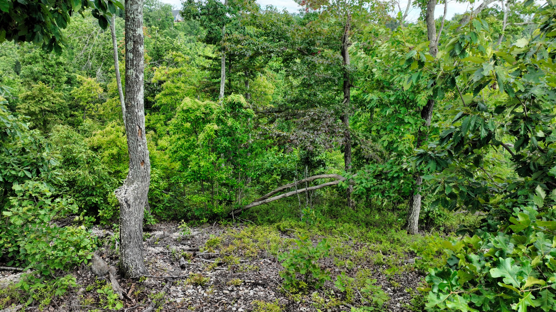 58 Ridge Top Rd Property Photo 9