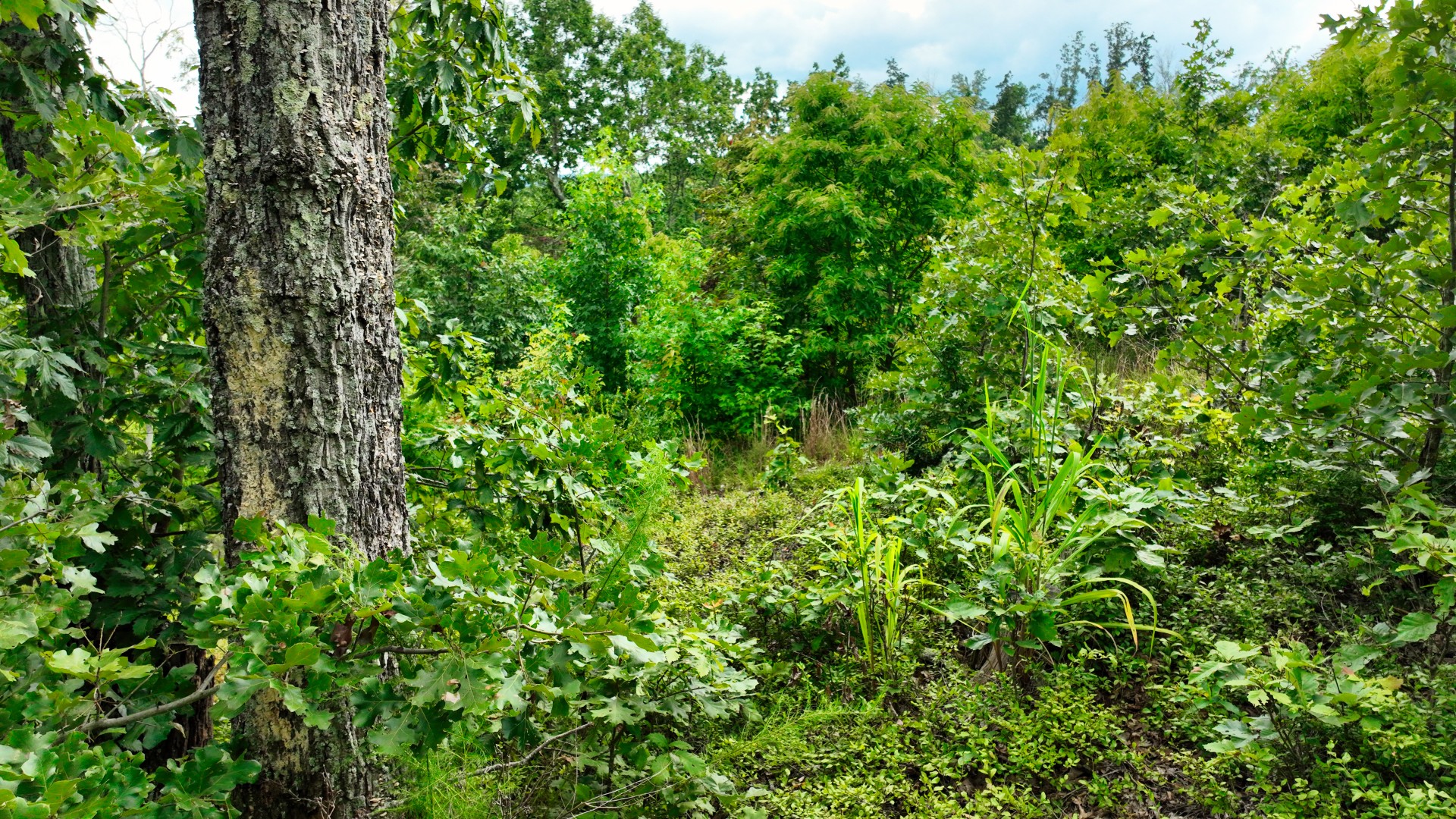 58 Ridge Top Rd Property Photo 10