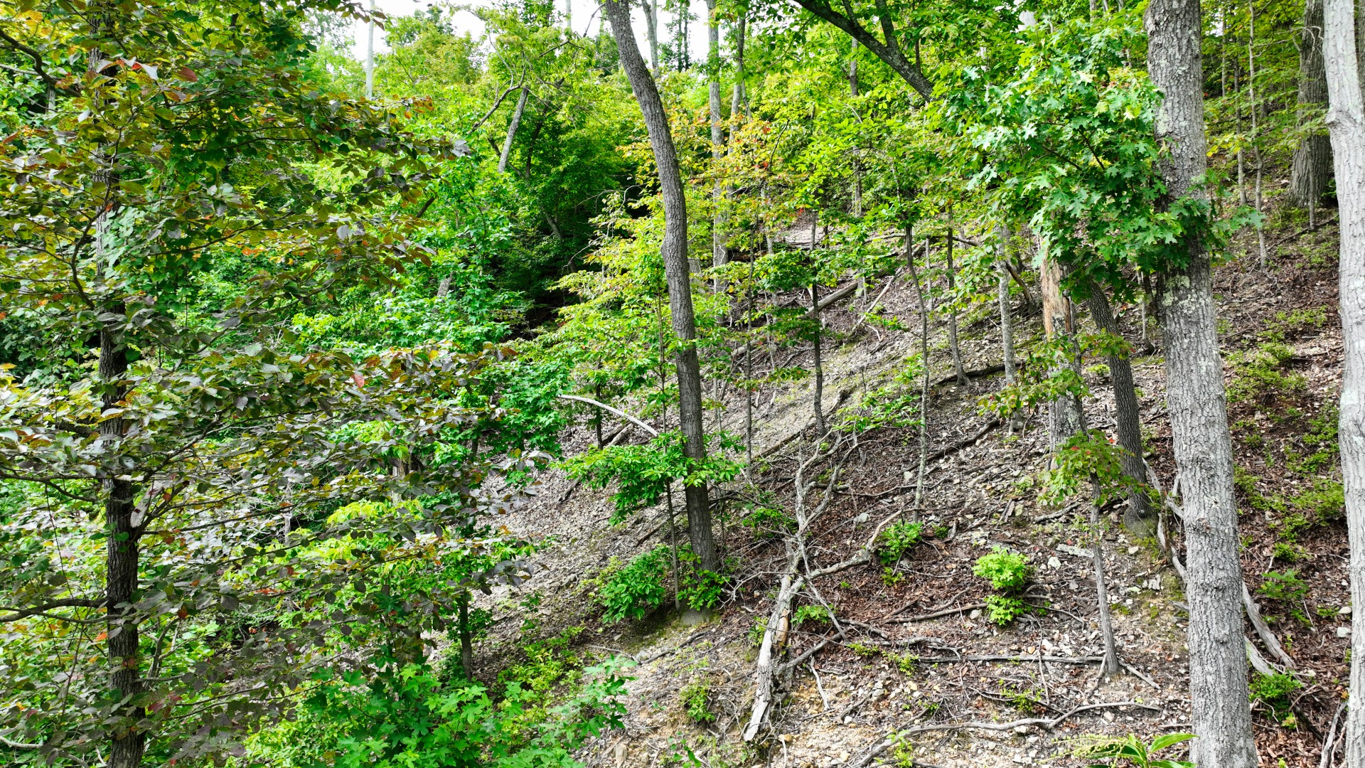 58 Ridge Top Rd Property Photo 12