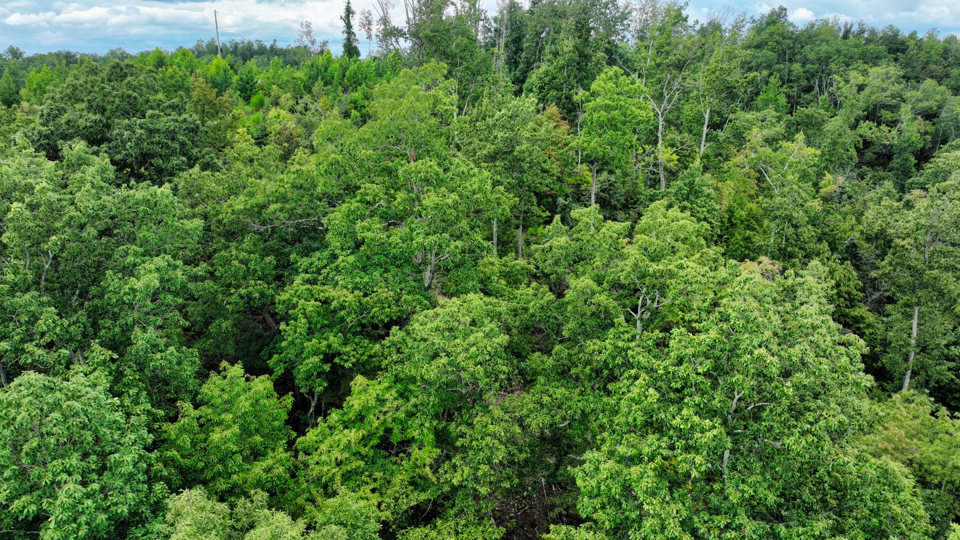 58 Ridge Top Rd Property Photo 15