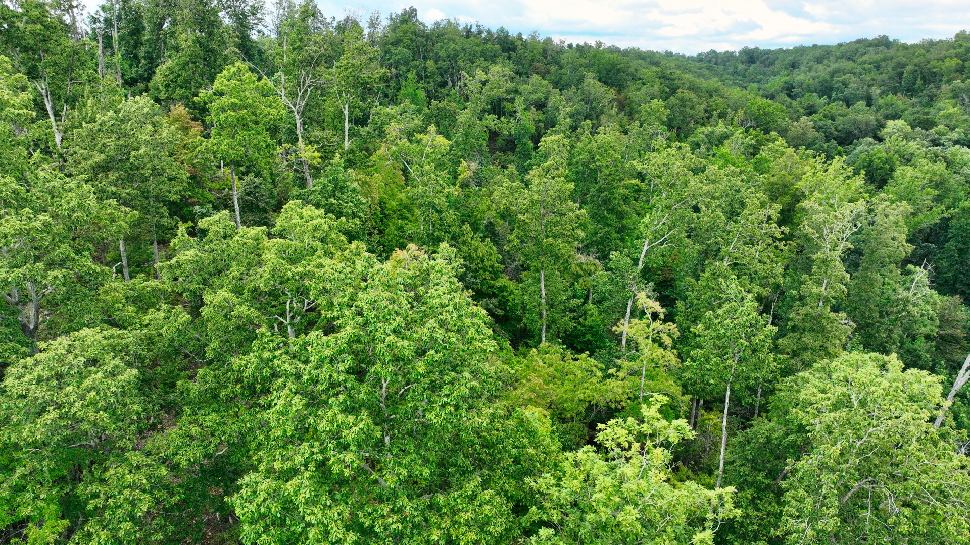 58 Ridge Top Rd Property Photo 16