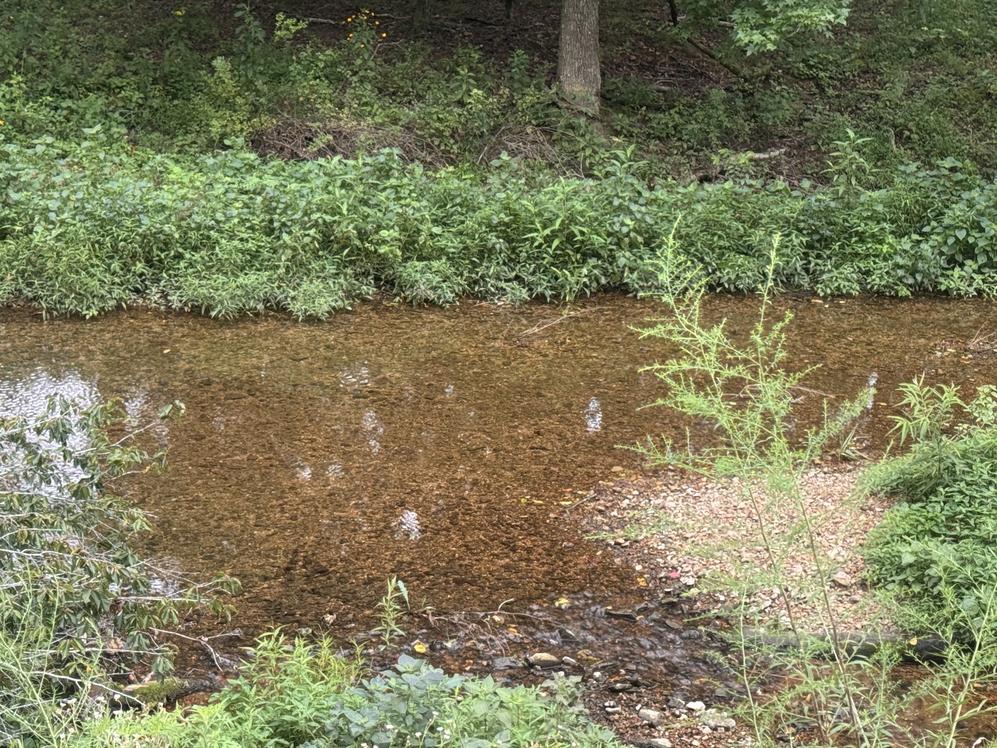 0 Upper Standing Rock Rd Property Photo 14