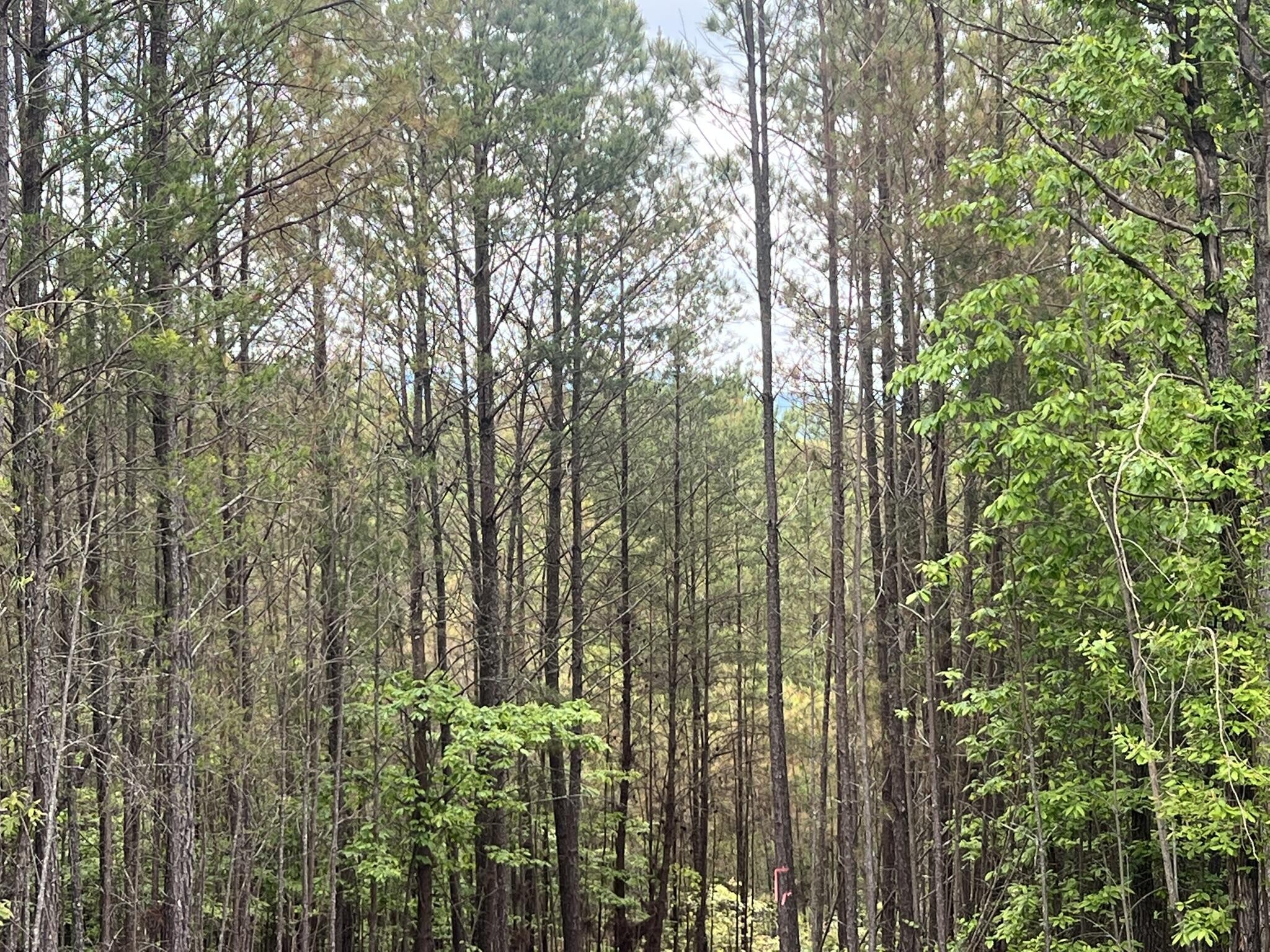 7 Skyline Drive Property Photo 17