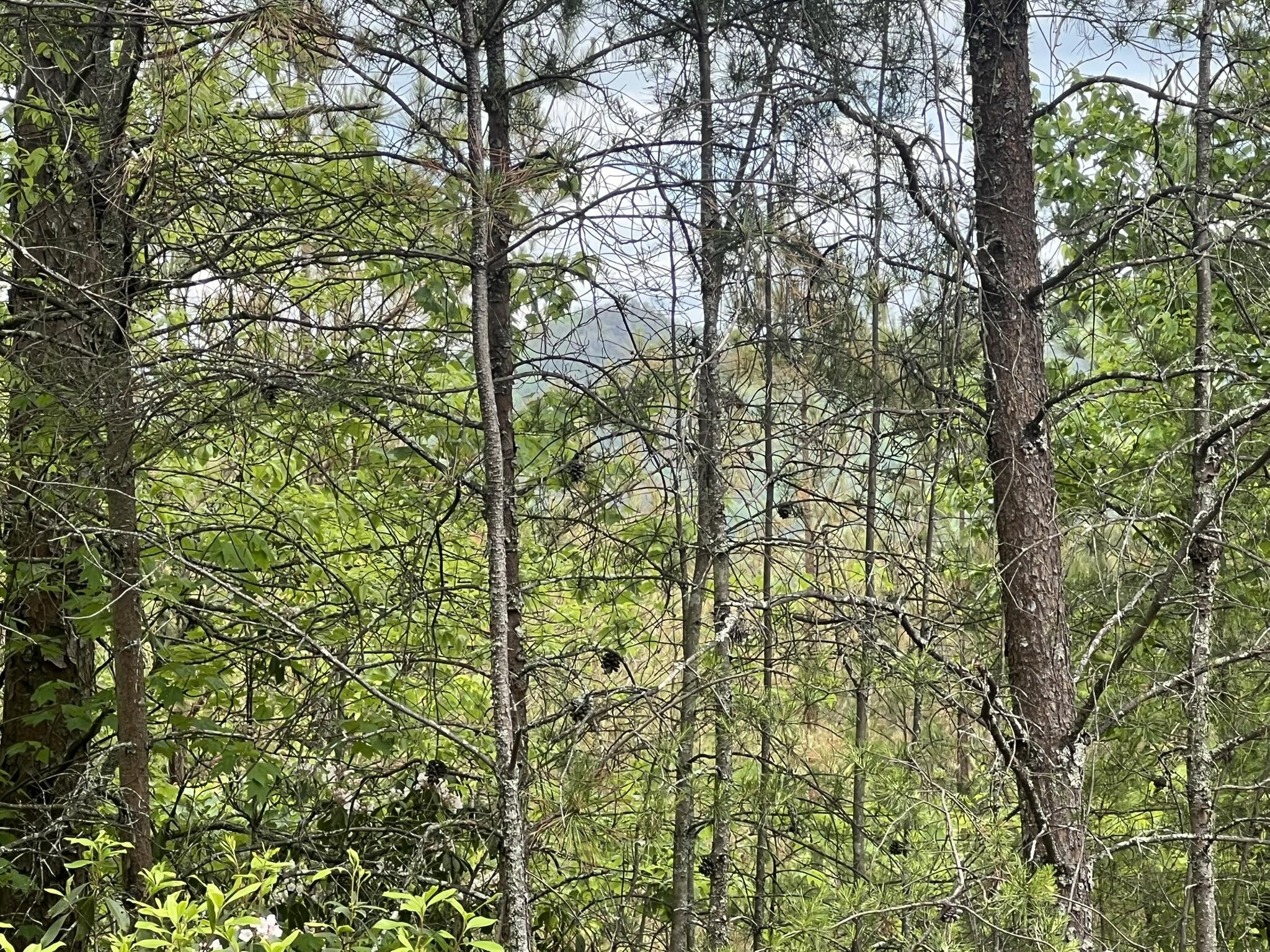 7 Skyline Drive Property Photo 18
