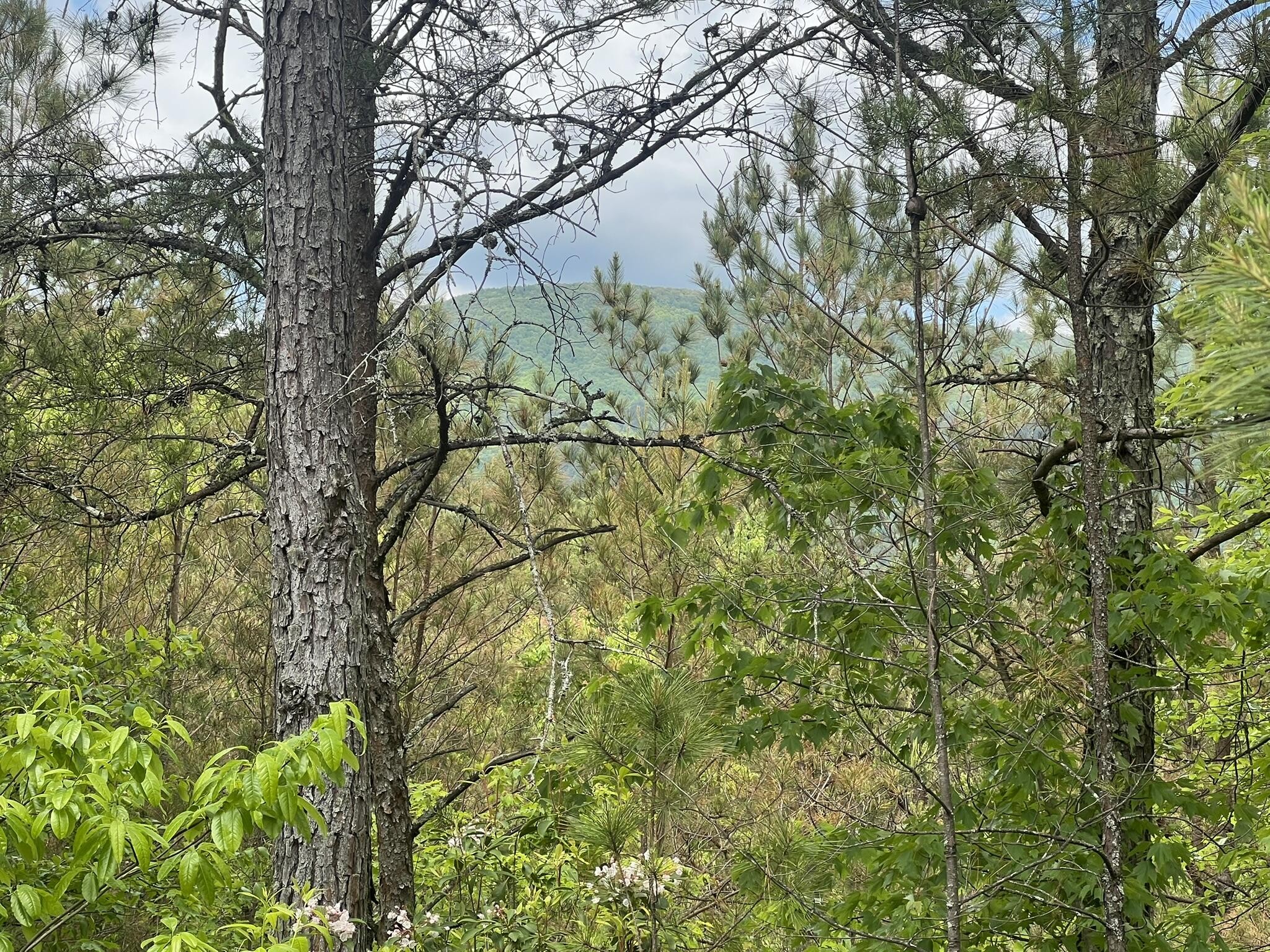 7 Skyline Drive Property Photo 19
