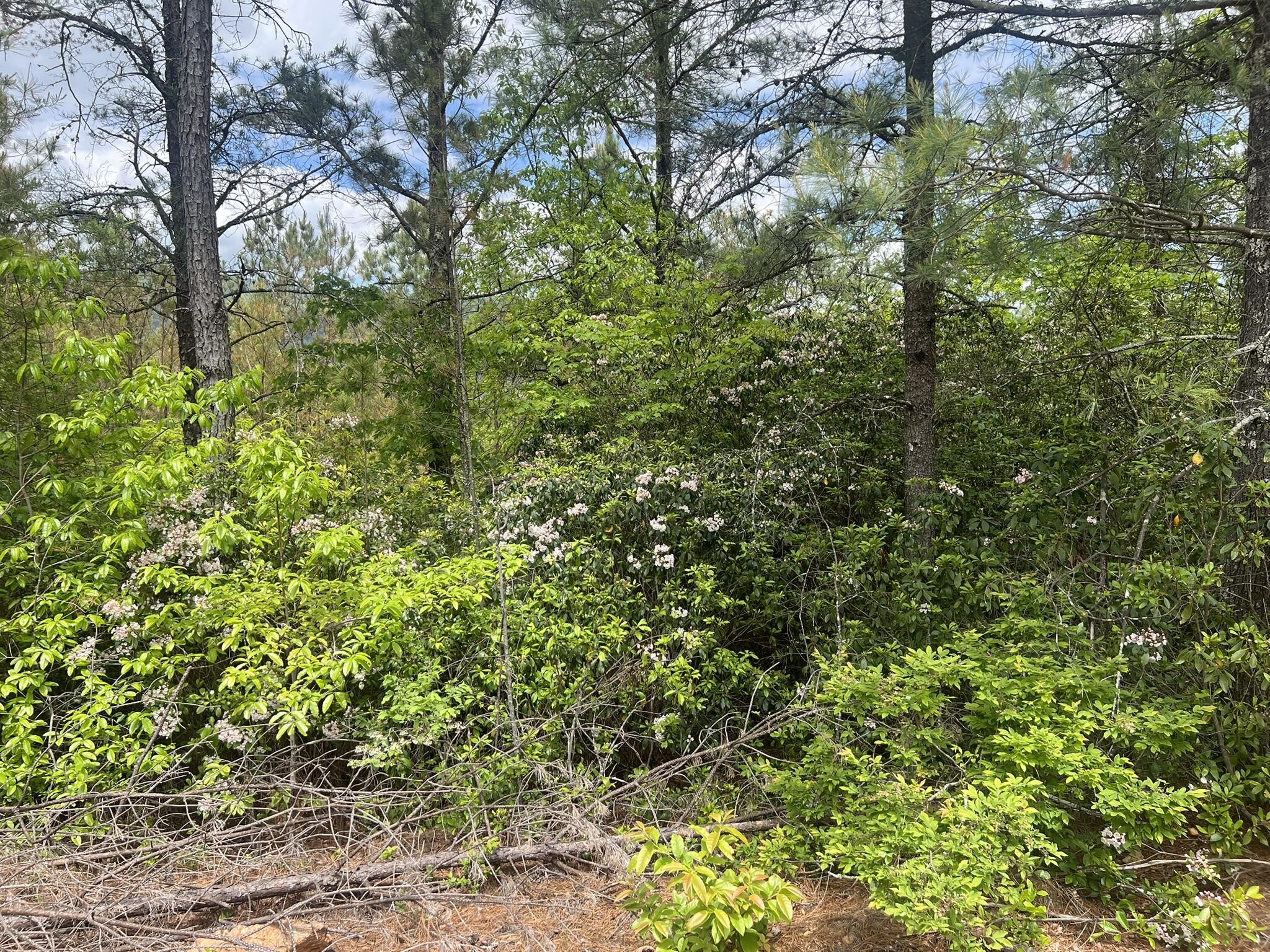 7 Skyline Drive Property Photo 20