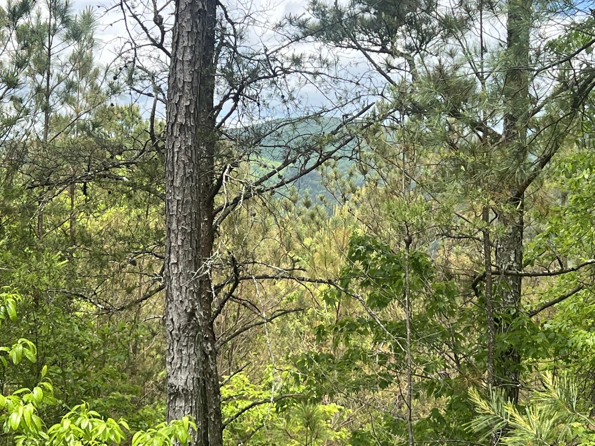 7 Skyline Drive Property Photo 21