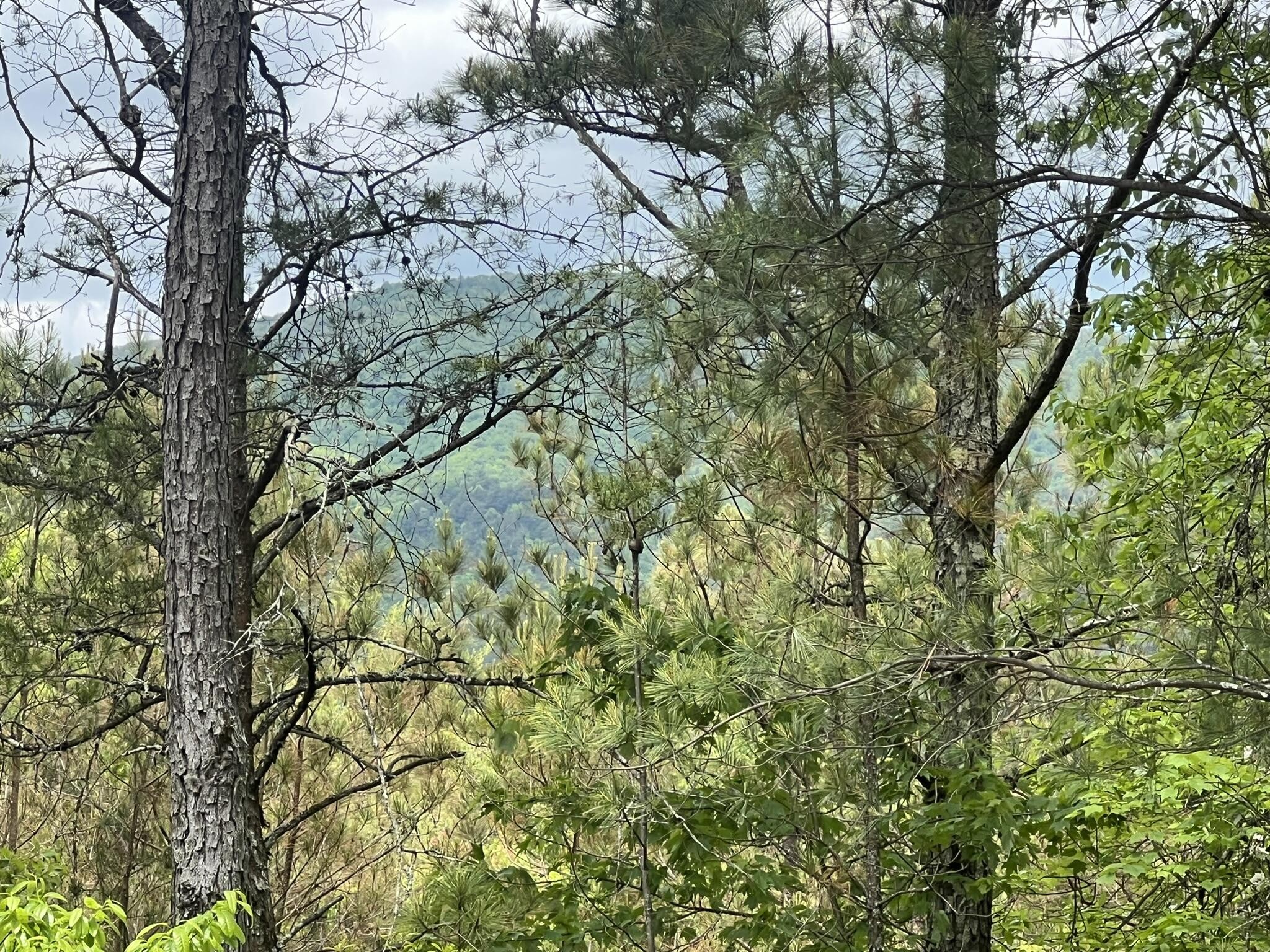 7 Skyline Drive Property Photo 23