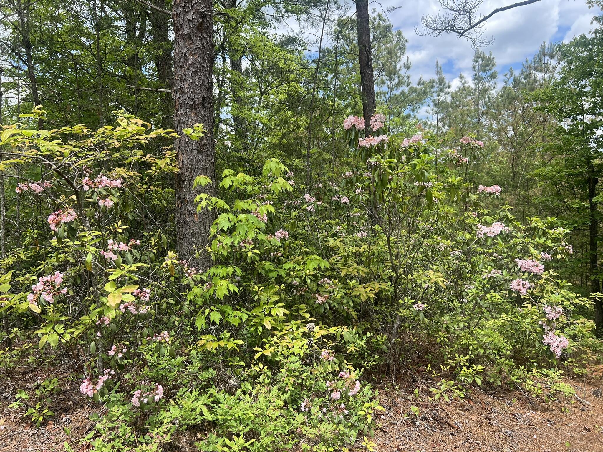 7 Skyline Drive Property Photo 24
