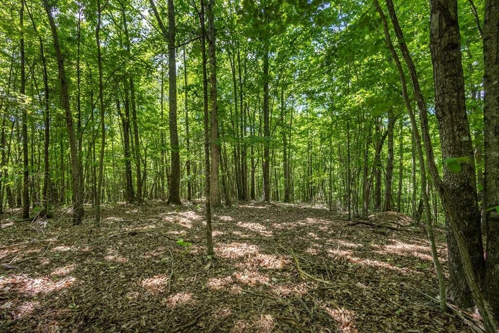 20 Pack Mountain Road Property Photo 3