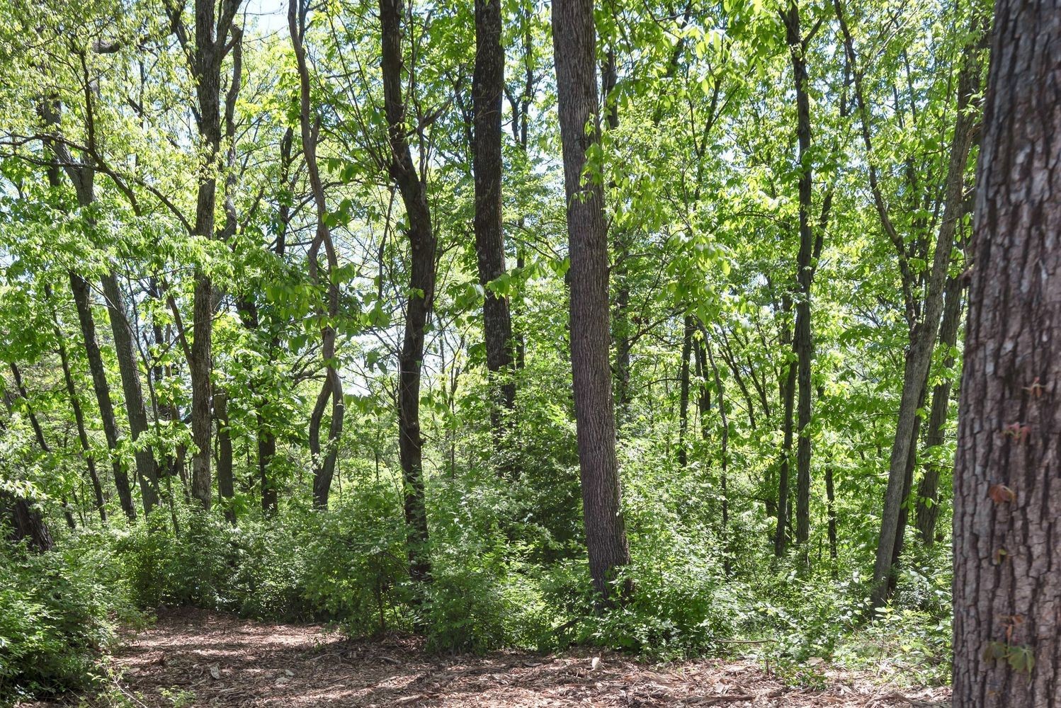 663 Hunters Trl Property Photo 88