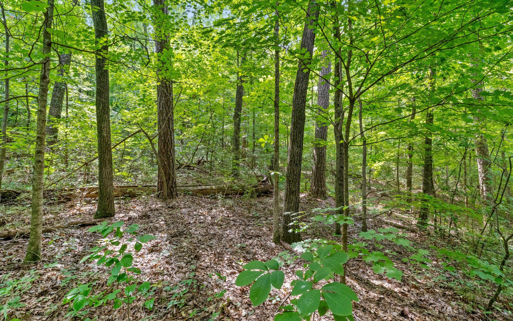 2 Franklin Drive Property Photo 17