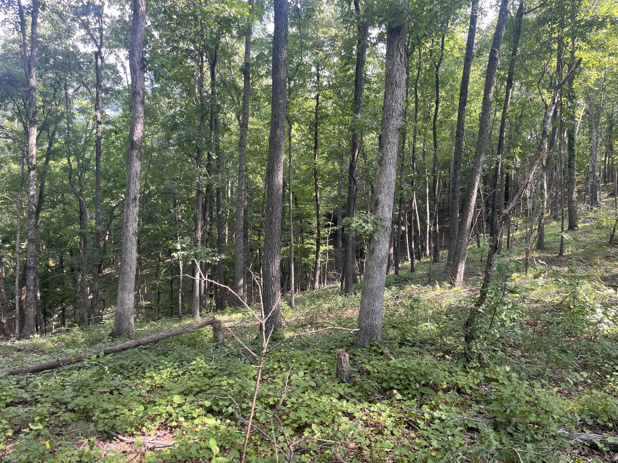 0 Rayburn Creek Rd Property Photo 29