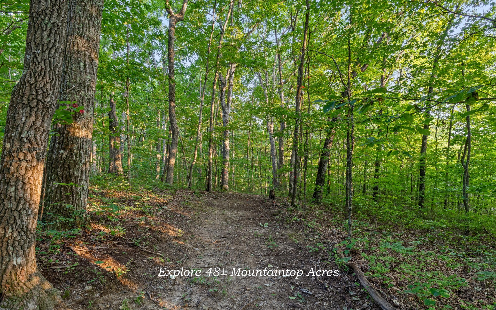 783 Leather Gap Road Property Photo 4