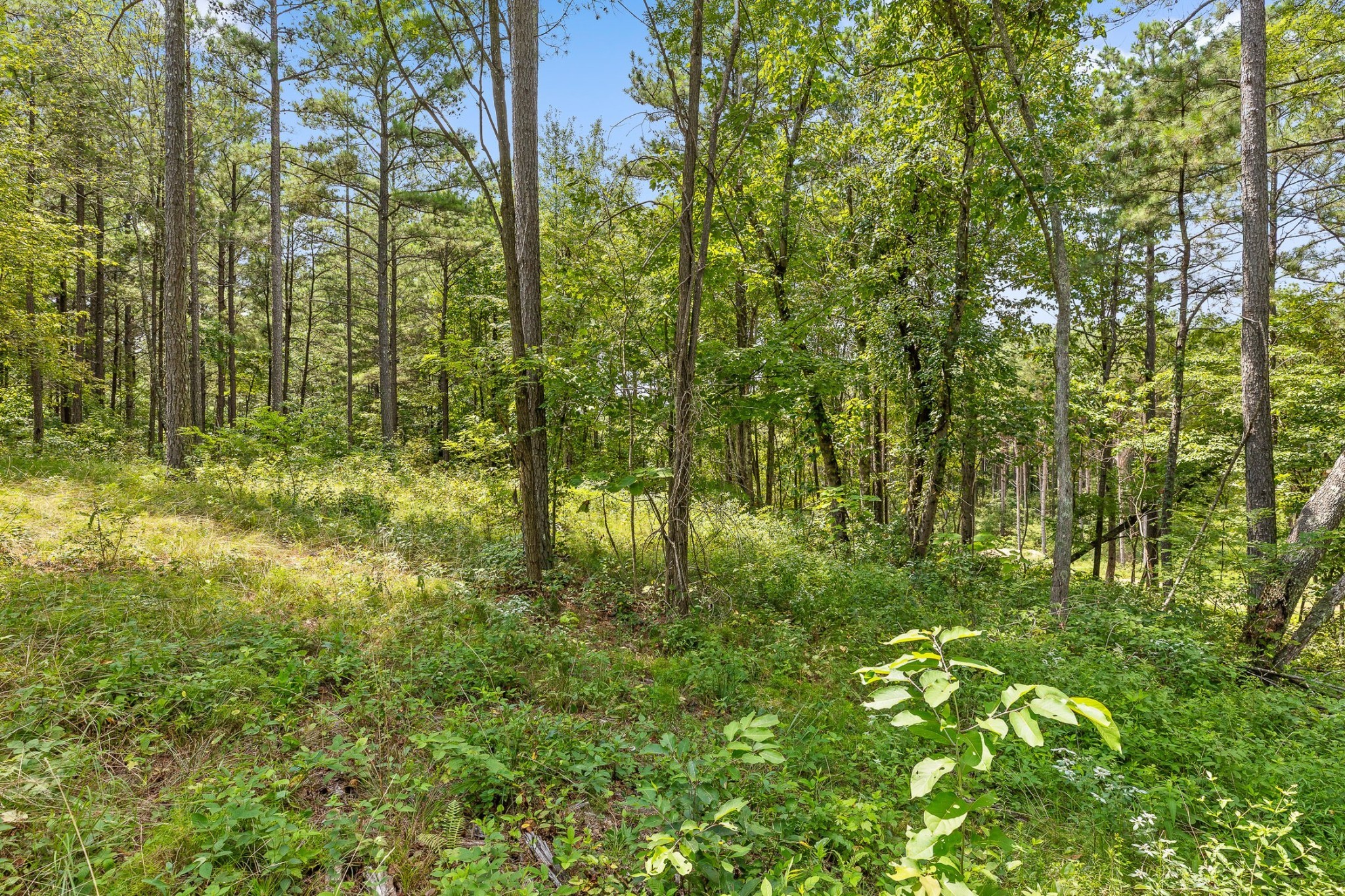 0 Treetop St Property Photo 13