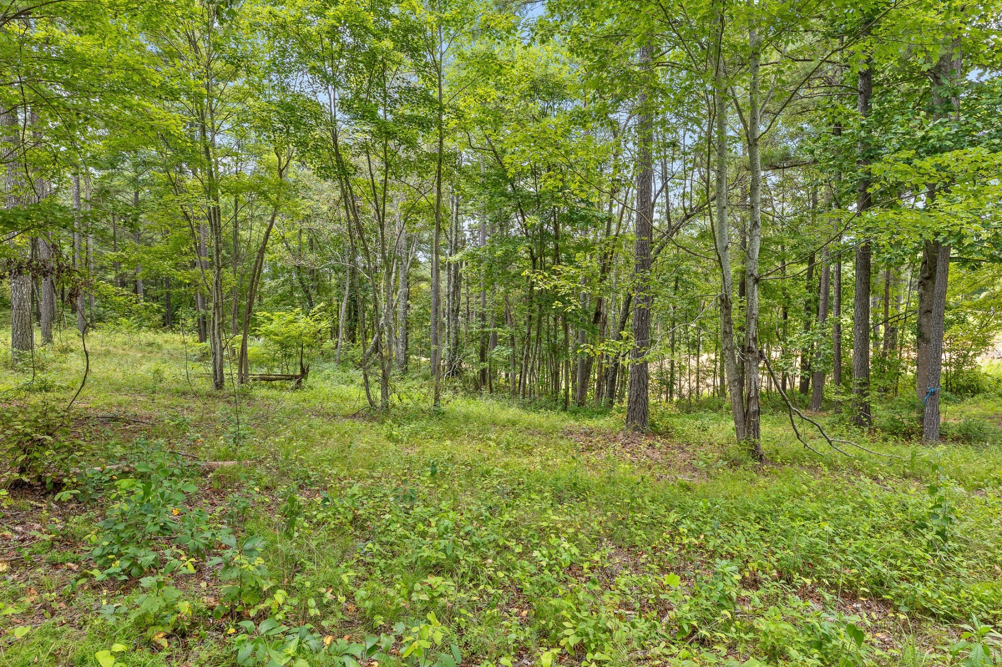 0 Treetop St Property Photo 16